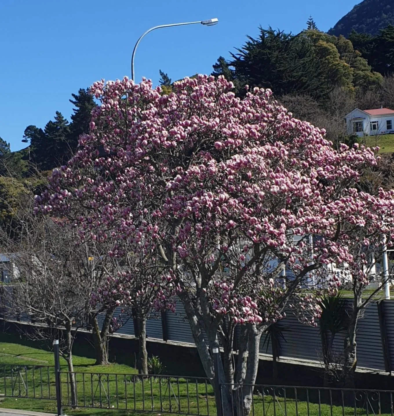 Garden in Top of the Town