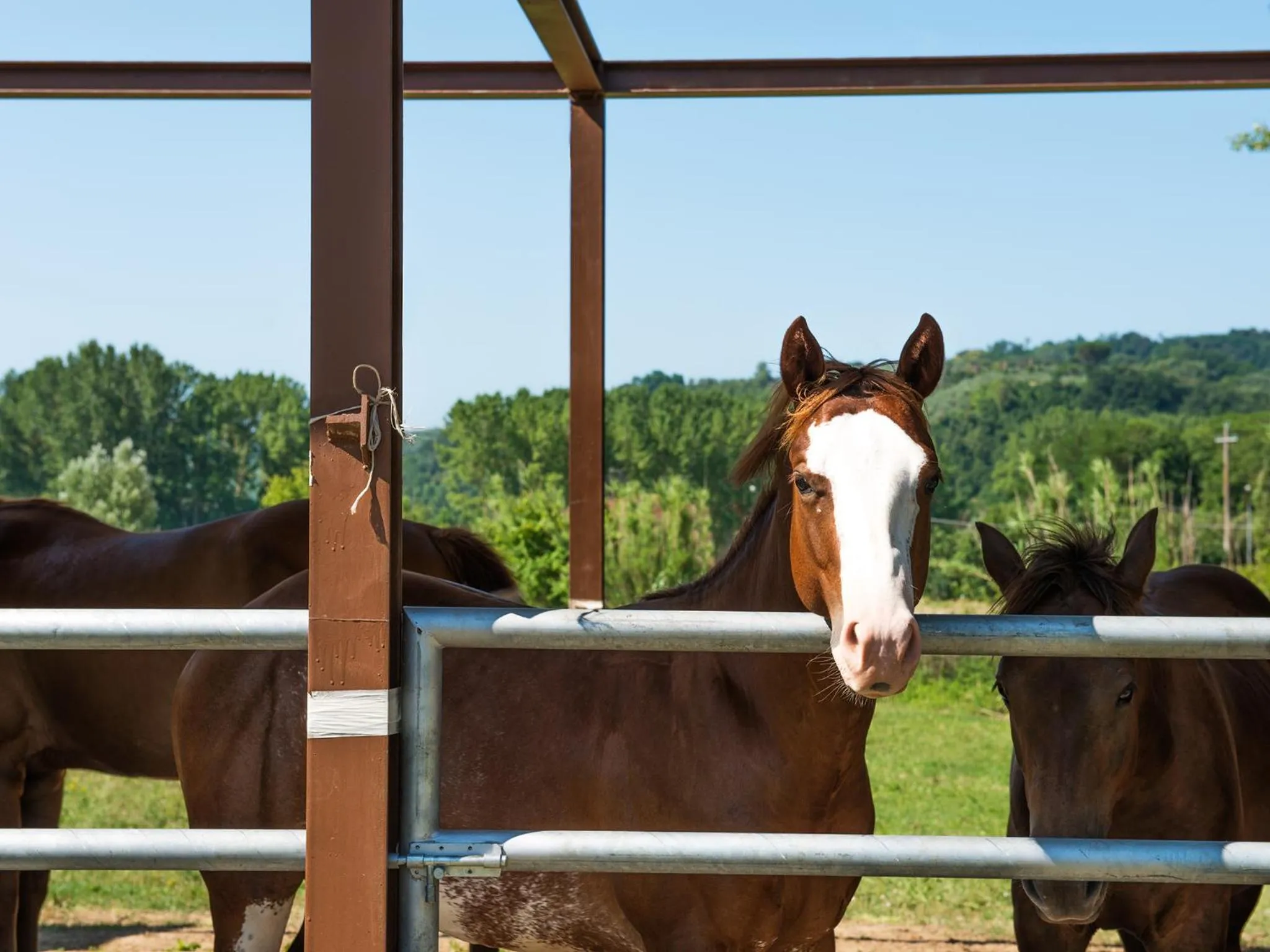 Animals in Relais Sassa al Sole