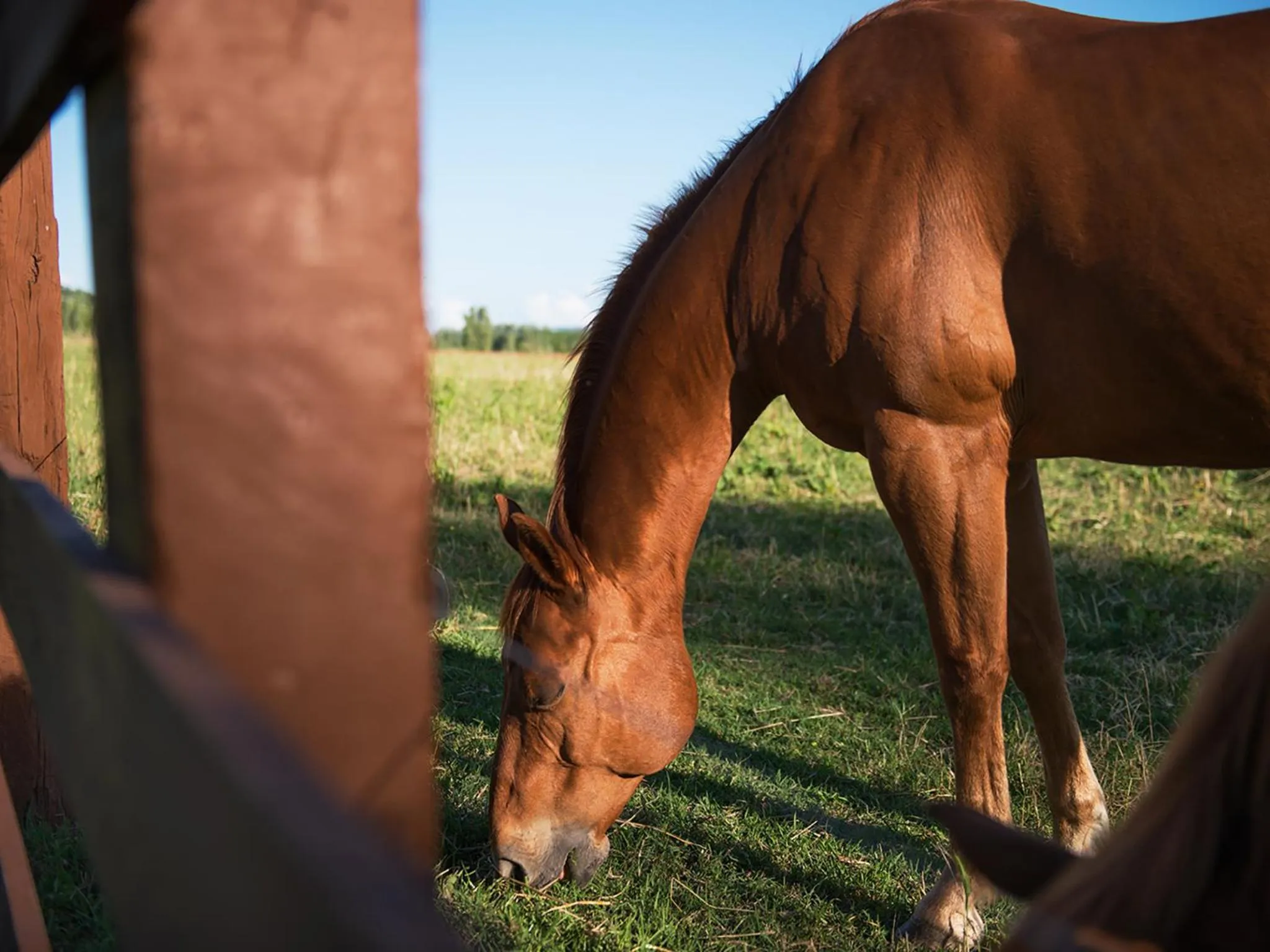 Animals in Relais Sassa al Sole