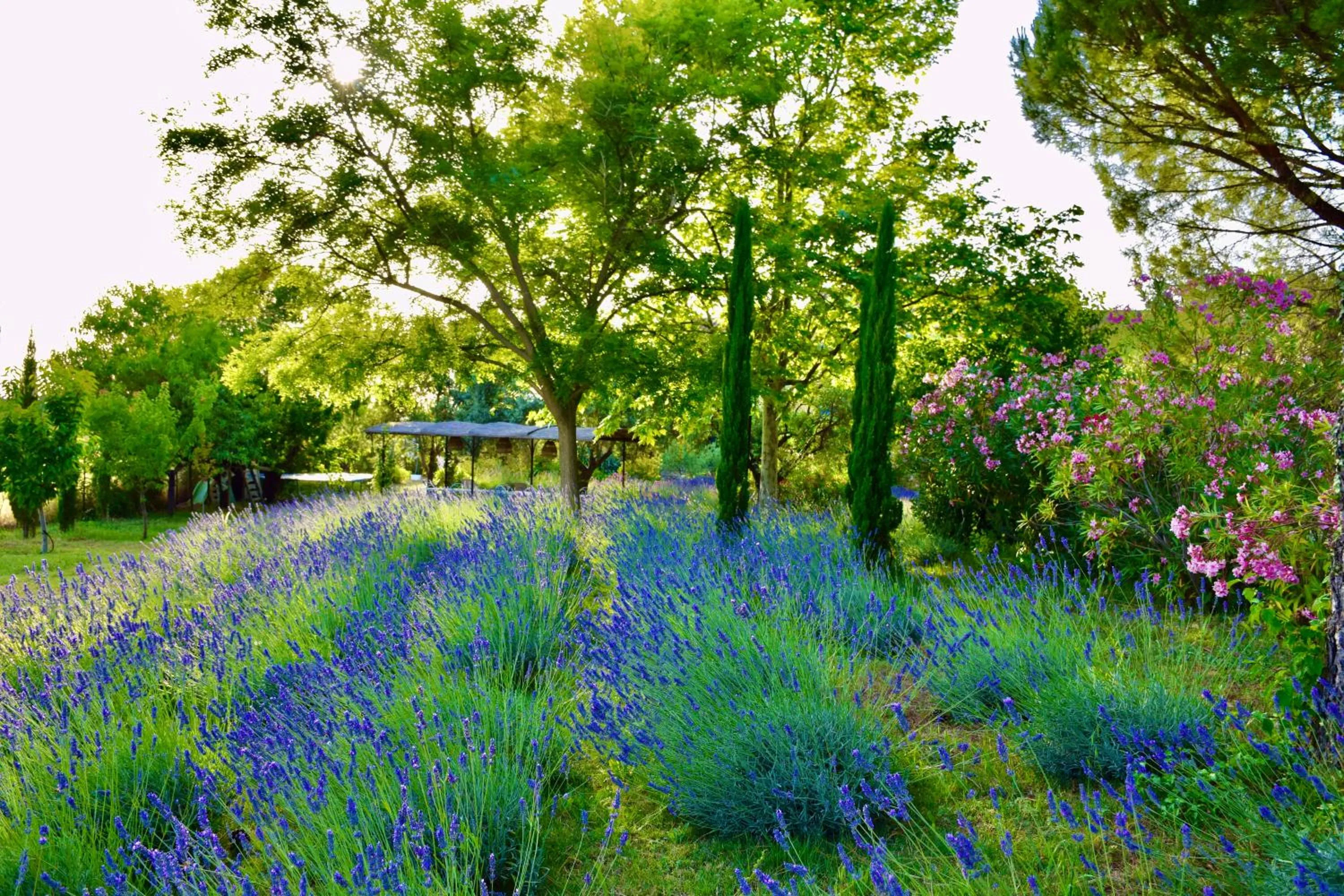 Garden in Bastide Saint-Didier