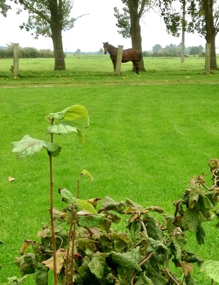 View (from property/room) in Paardenhof Guesthouse