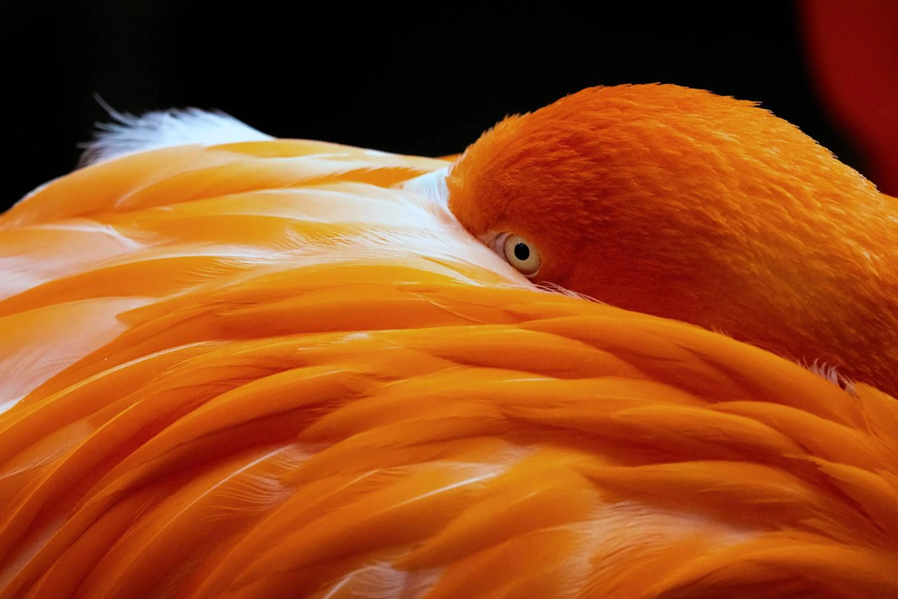 Nearby landmark in Crowne Plaza Dallas Downtown by IHG