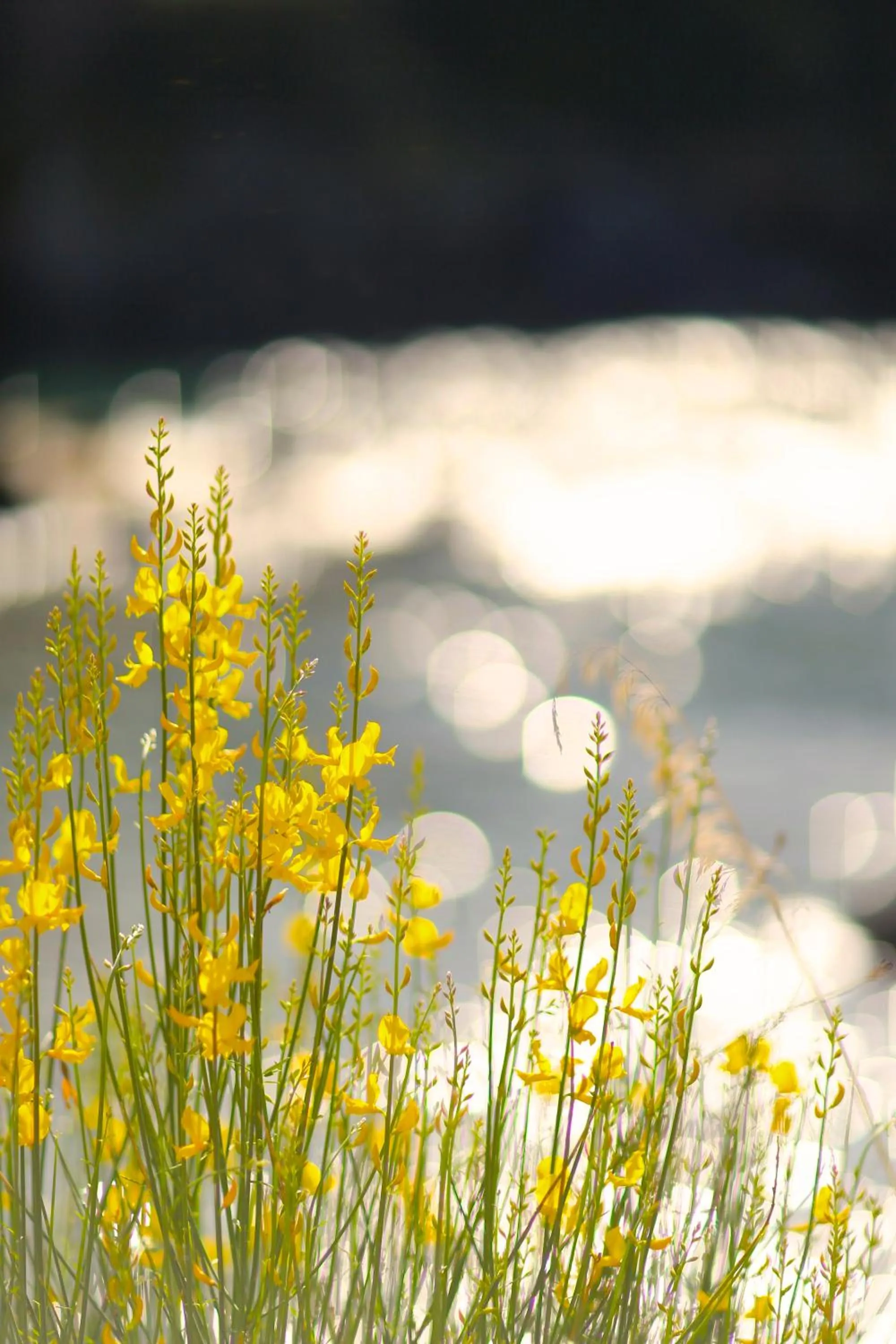 Garden in illicini stabilimento balneare e albergo