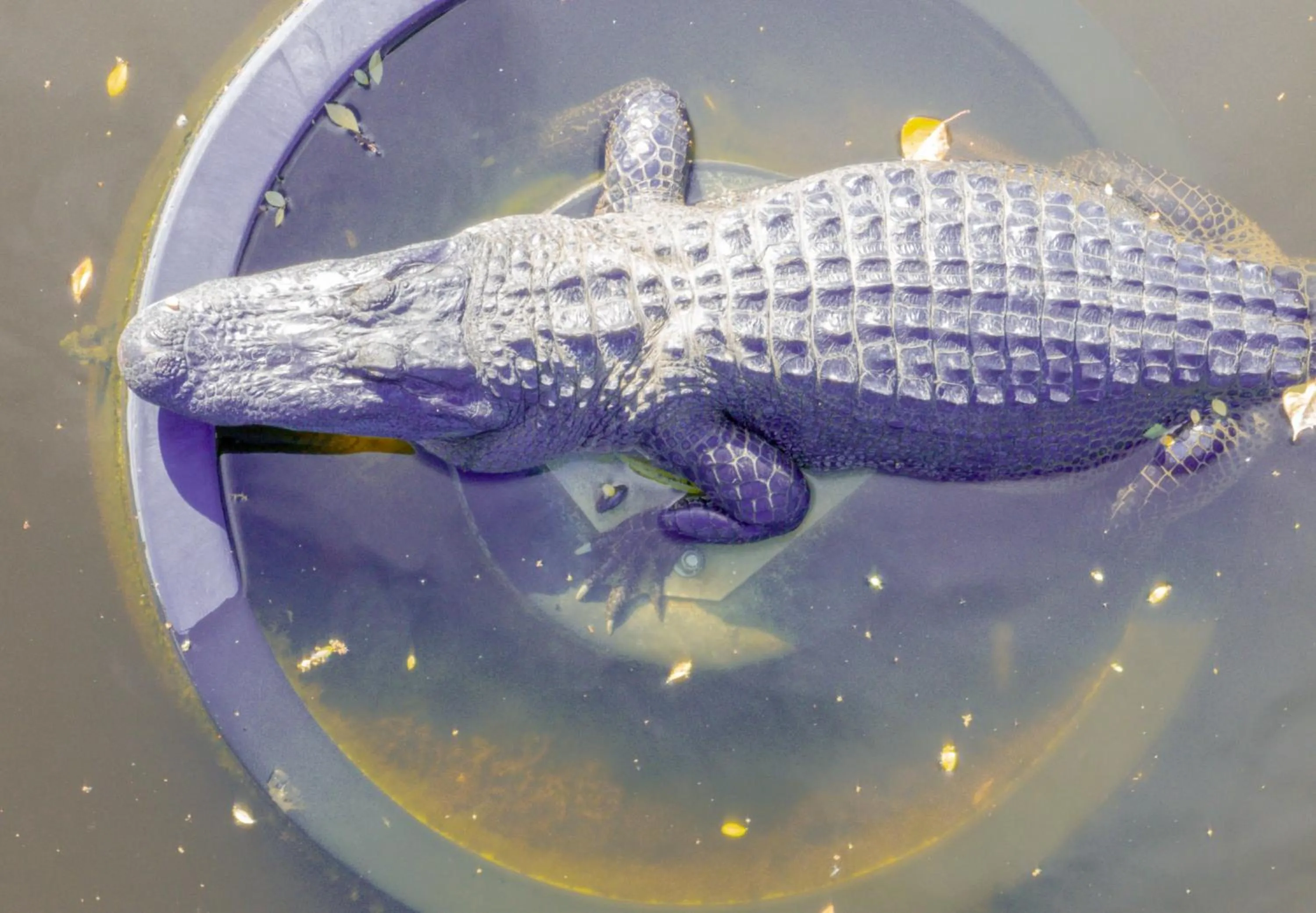 Nearby landmark in Crowne Plaza New Orleans French Qtr - Astor by IHG