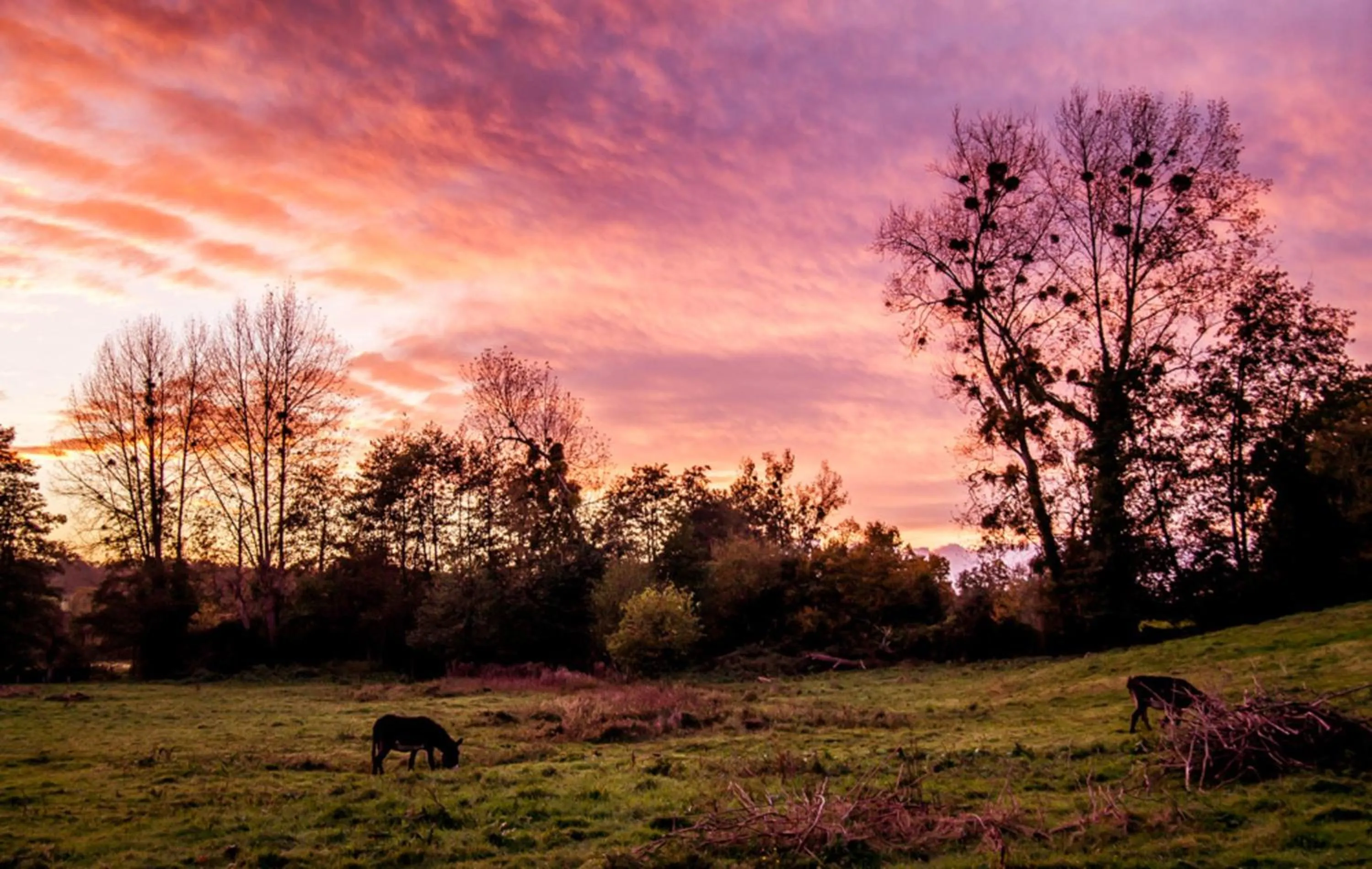 Natural landscape in Le Pré Doré