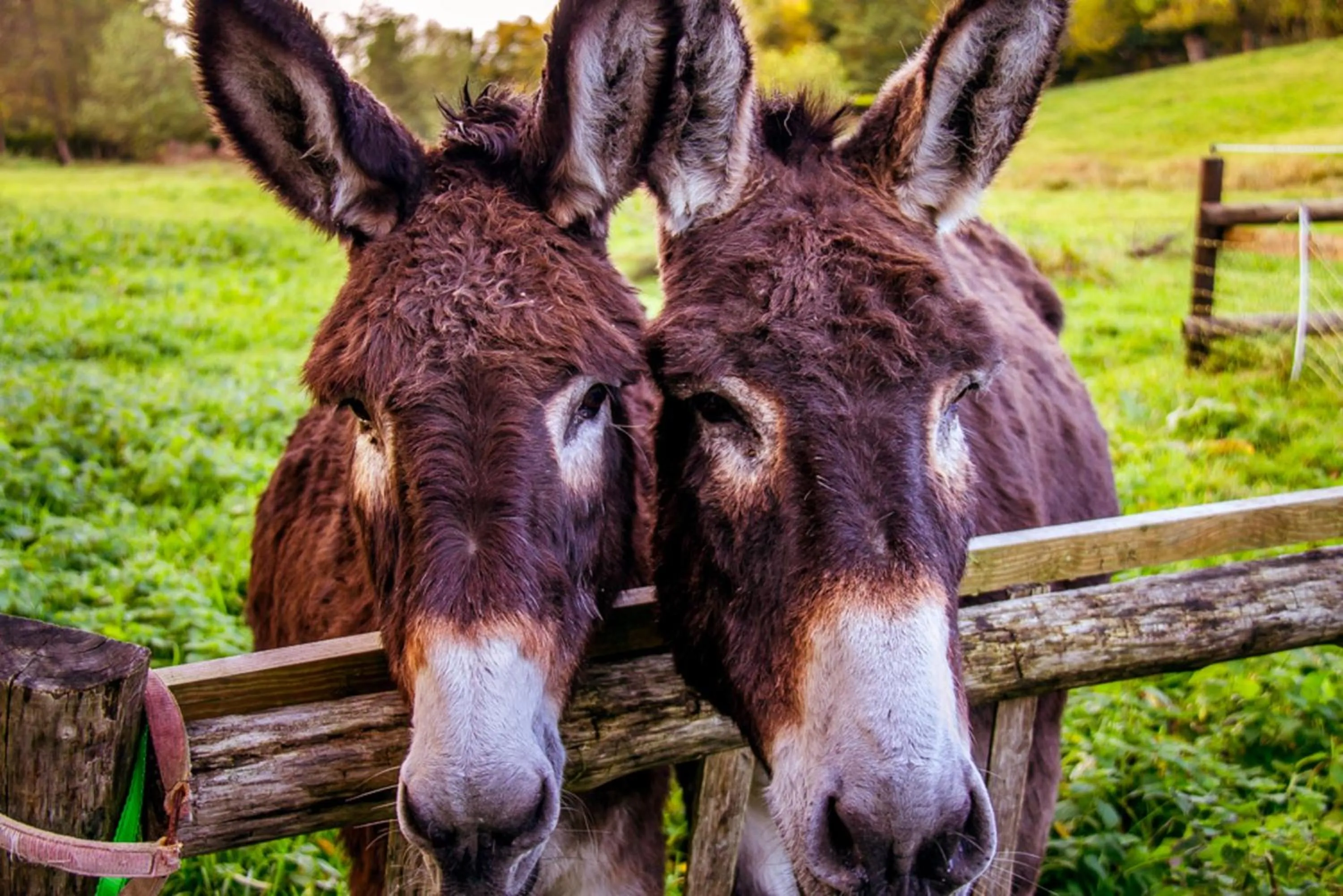 Animals in Le Pré Doré