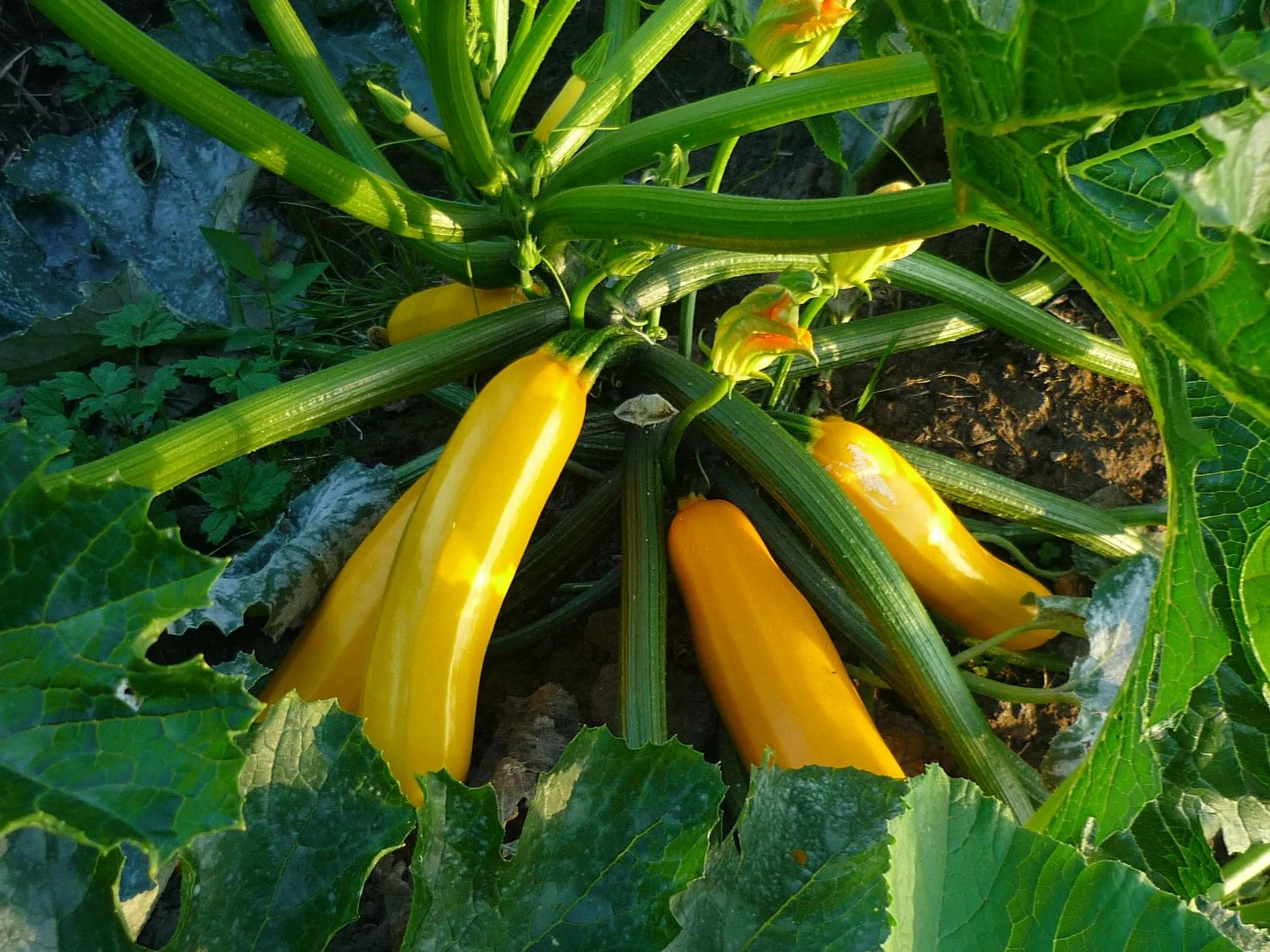 Garden in Le Pré Doré