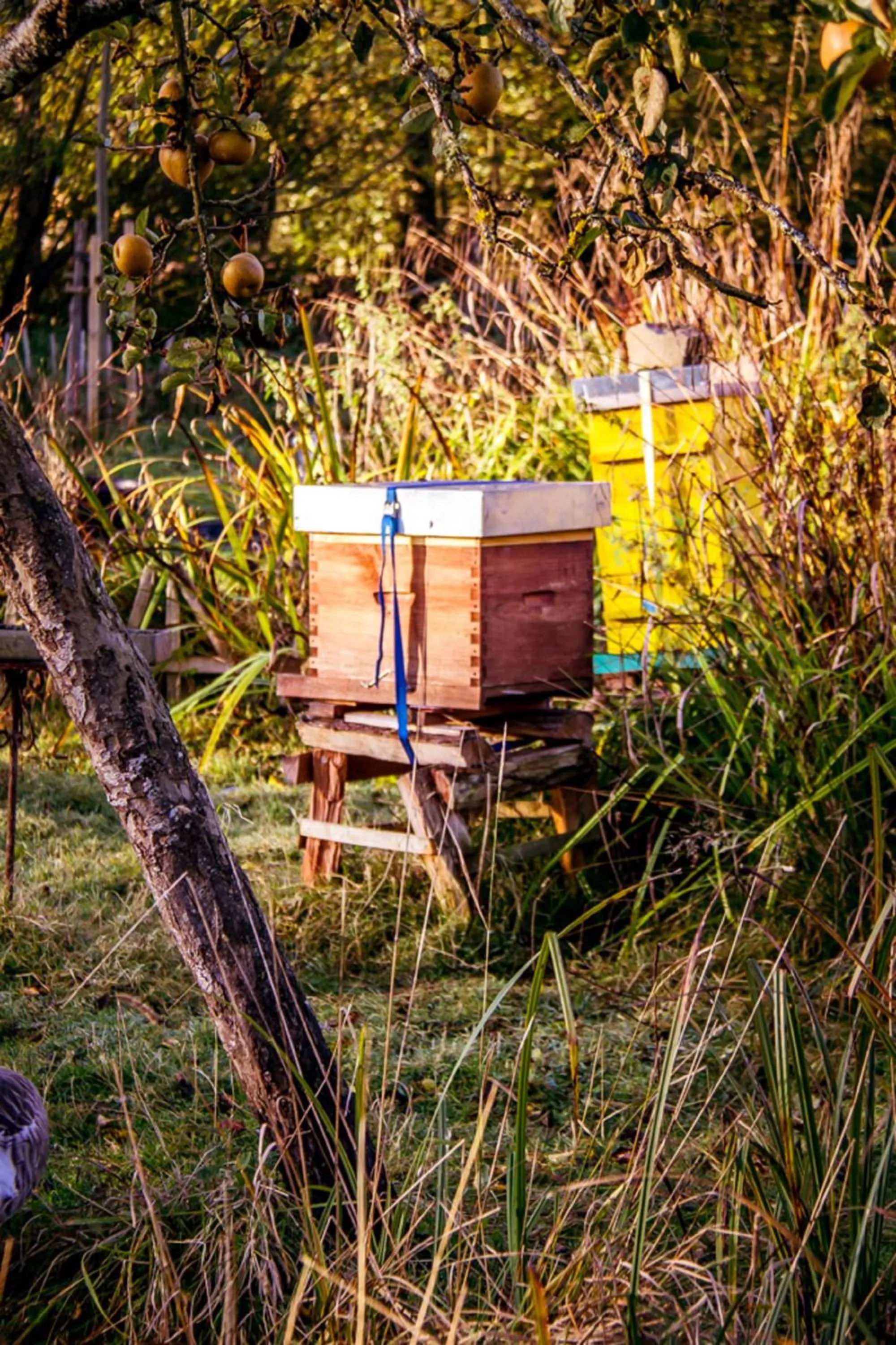 Garden in Le Pré Doré