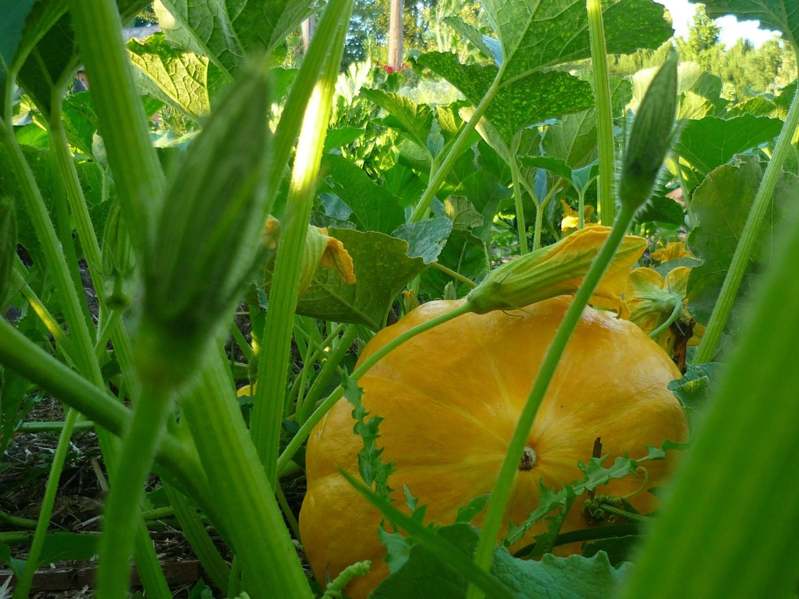 Garden in Le Pré Doré