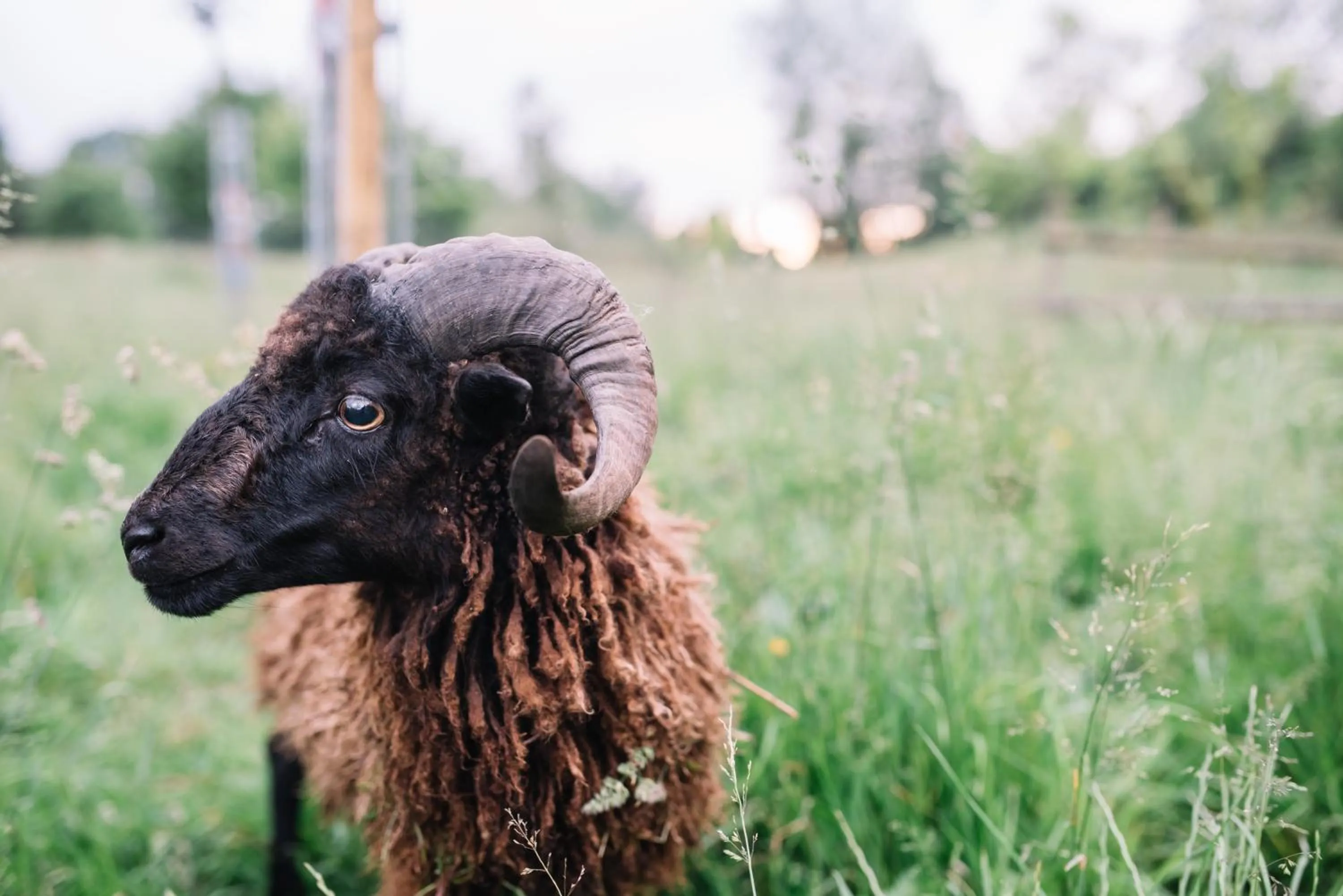 Pets in Le Pré Doré