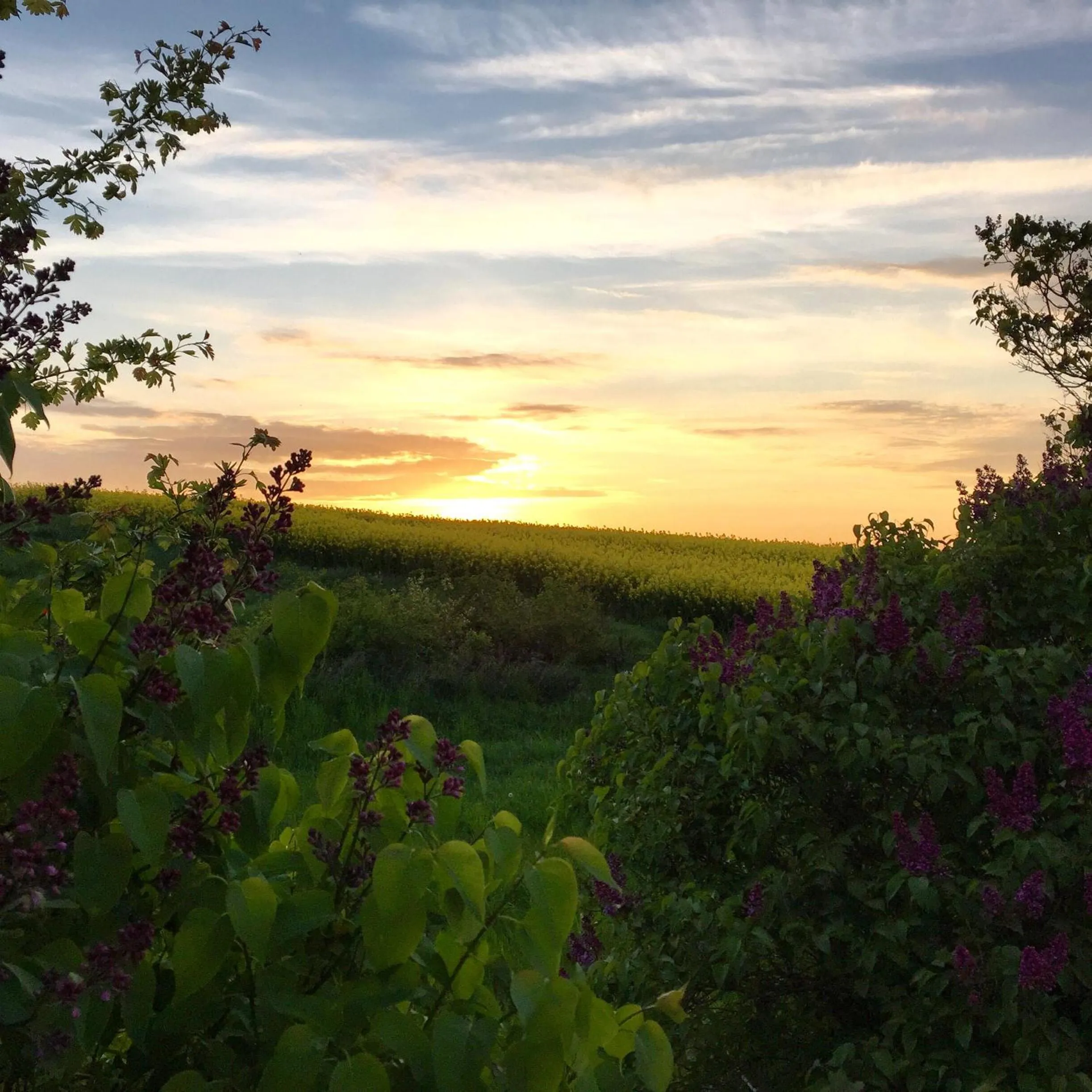 Natural landscape in Hotell Vellingebacken