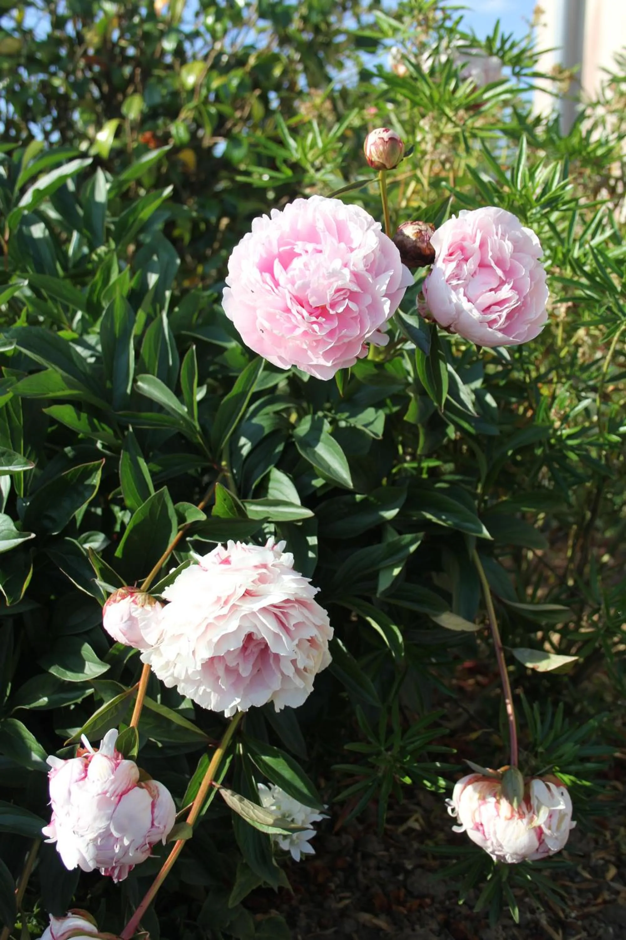 Garden in Chambre D'hotes Le Clos Fleuri
