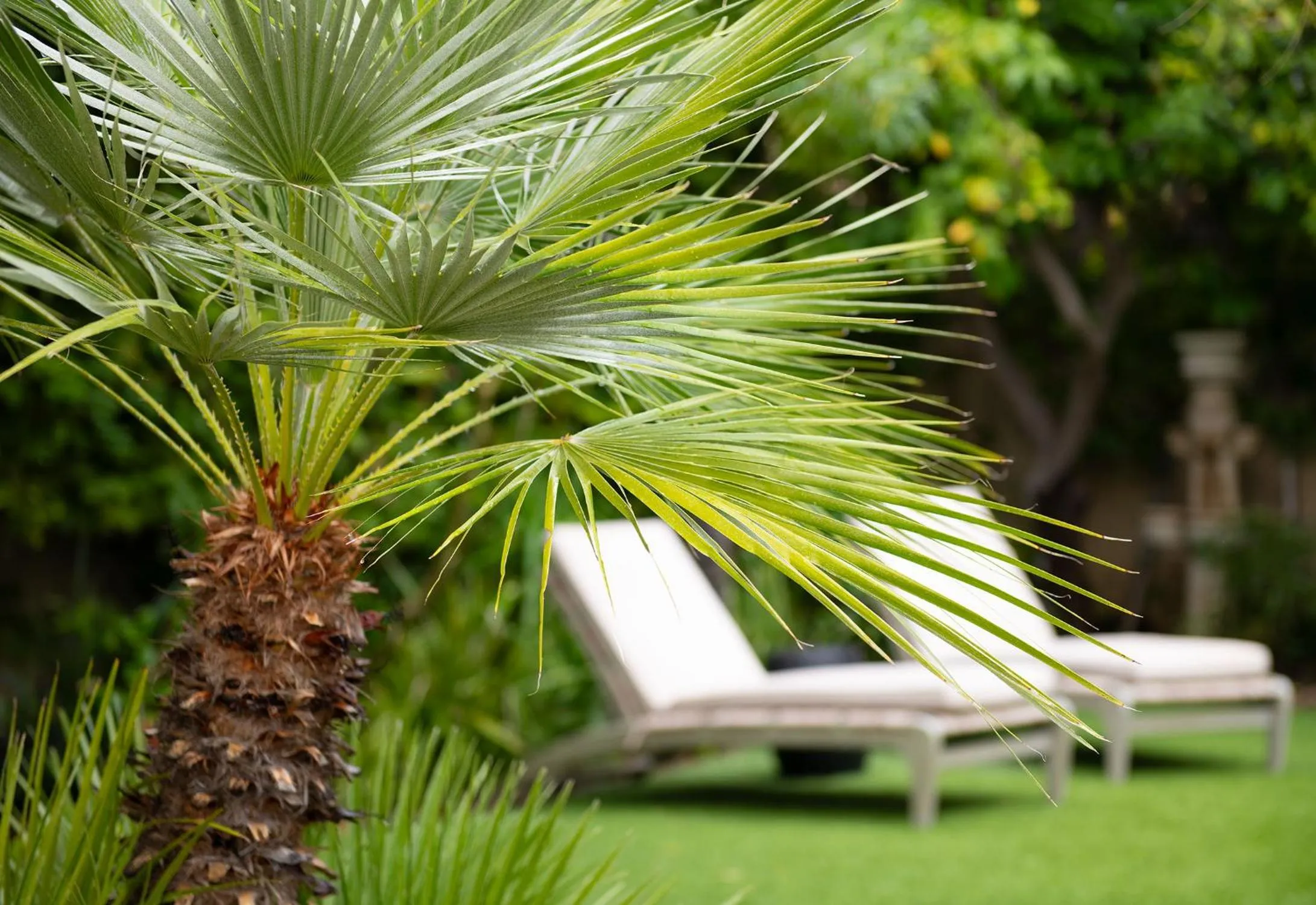 Natural landscape in Lucille Palm Springs