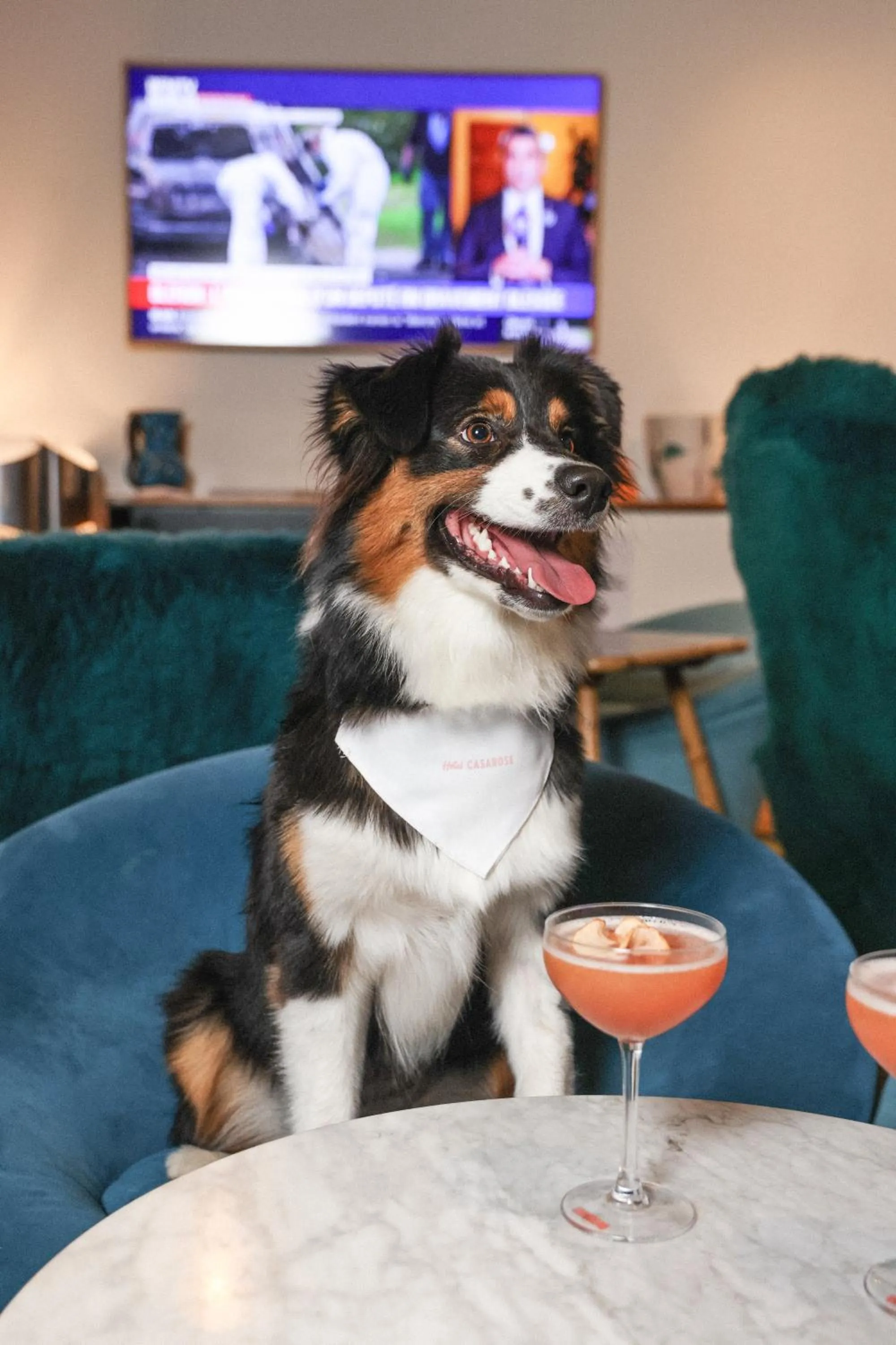 pet friendly in Hotel Casarose - Cannes Mandelieu