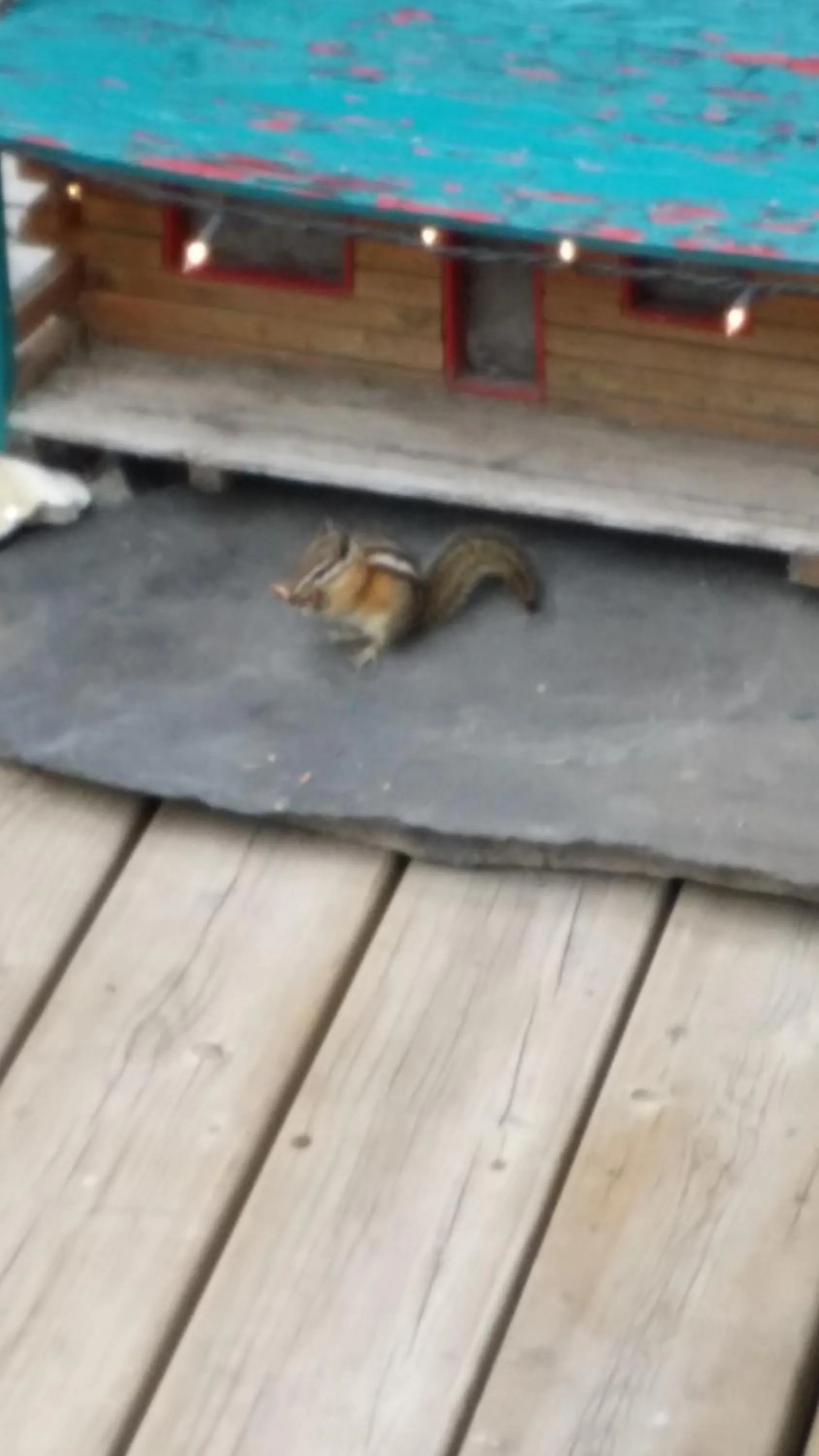 Animals in AppleTree Inn