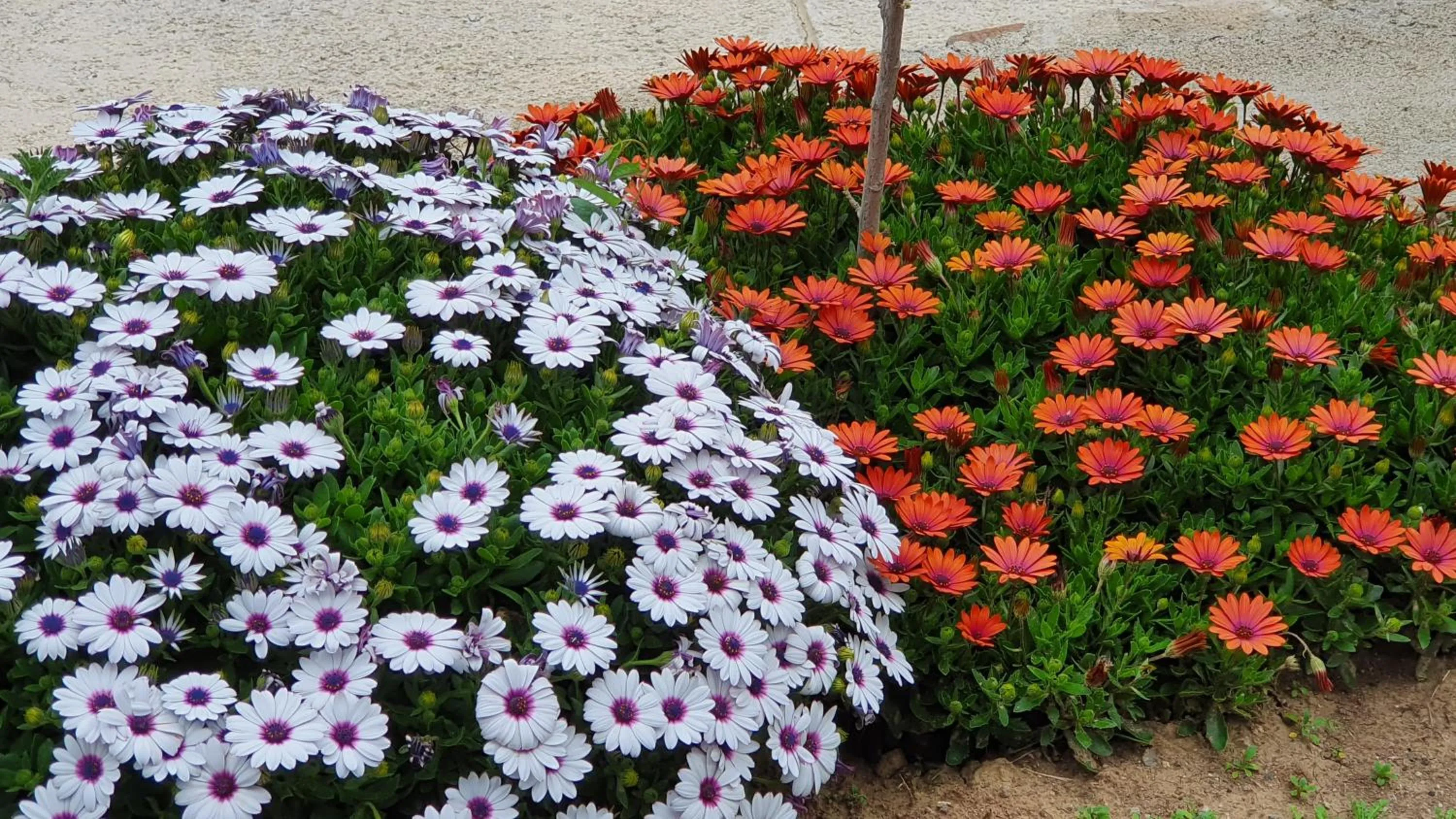 Garden in Assos Nazan Motel Restoran Beach
