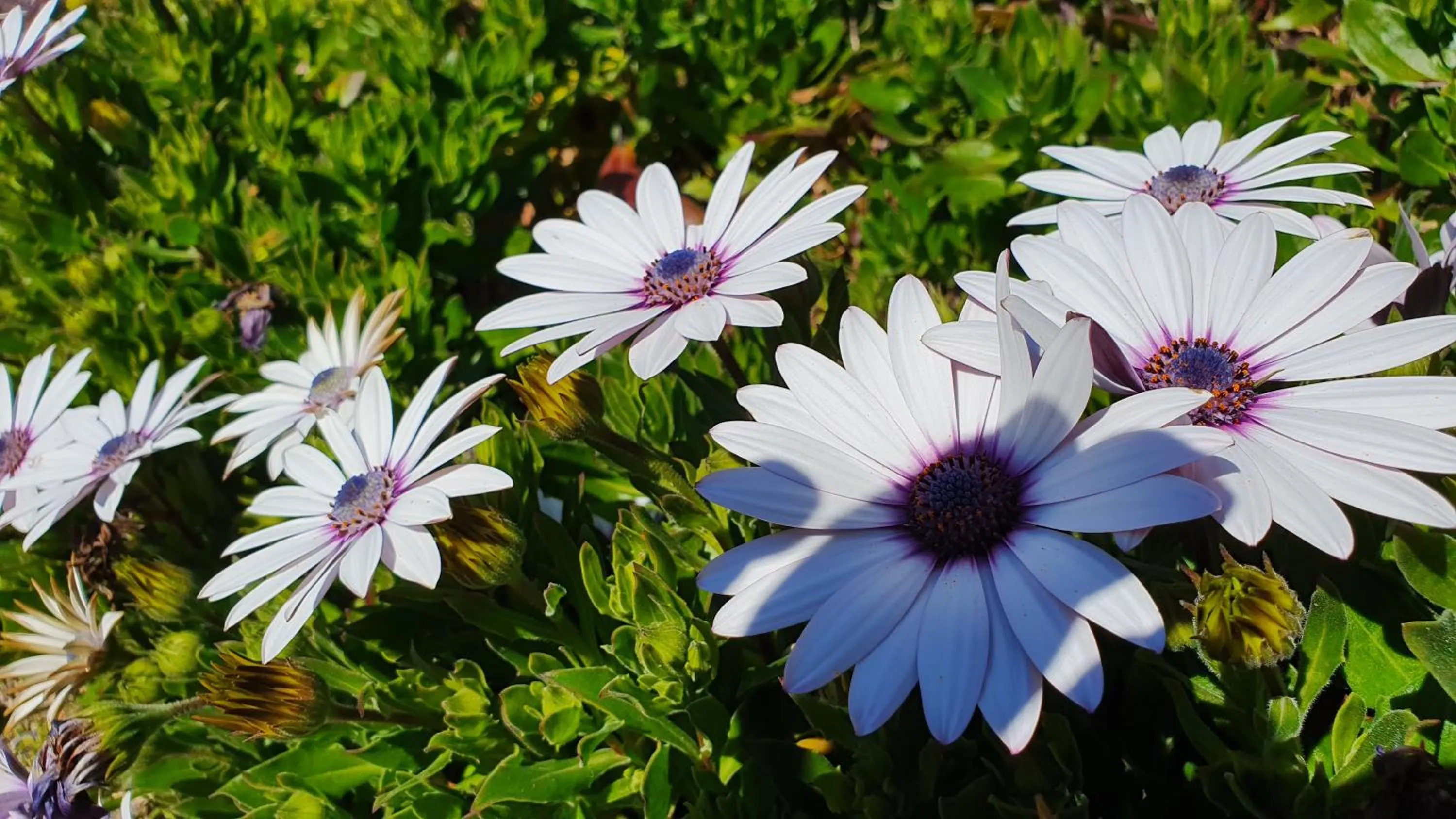 Garden in Assos Nazan Motel Restoran Beach