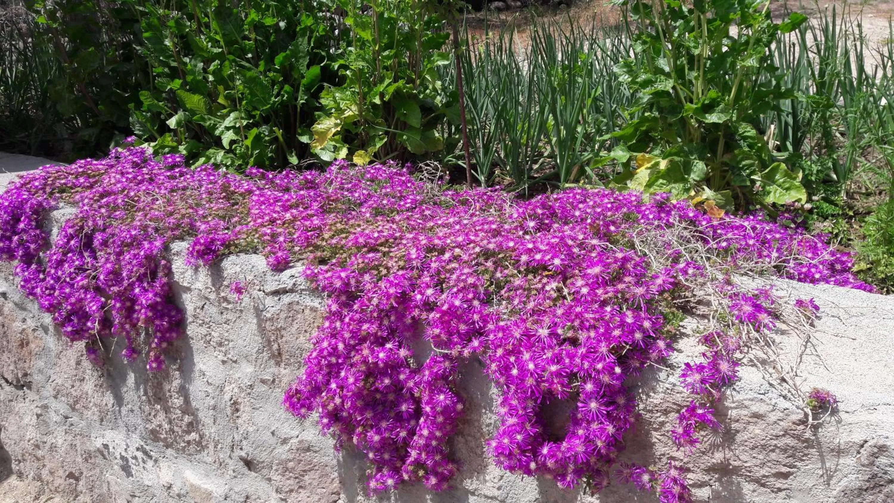 Garden in Assos Nazan Motel Restoran Beach