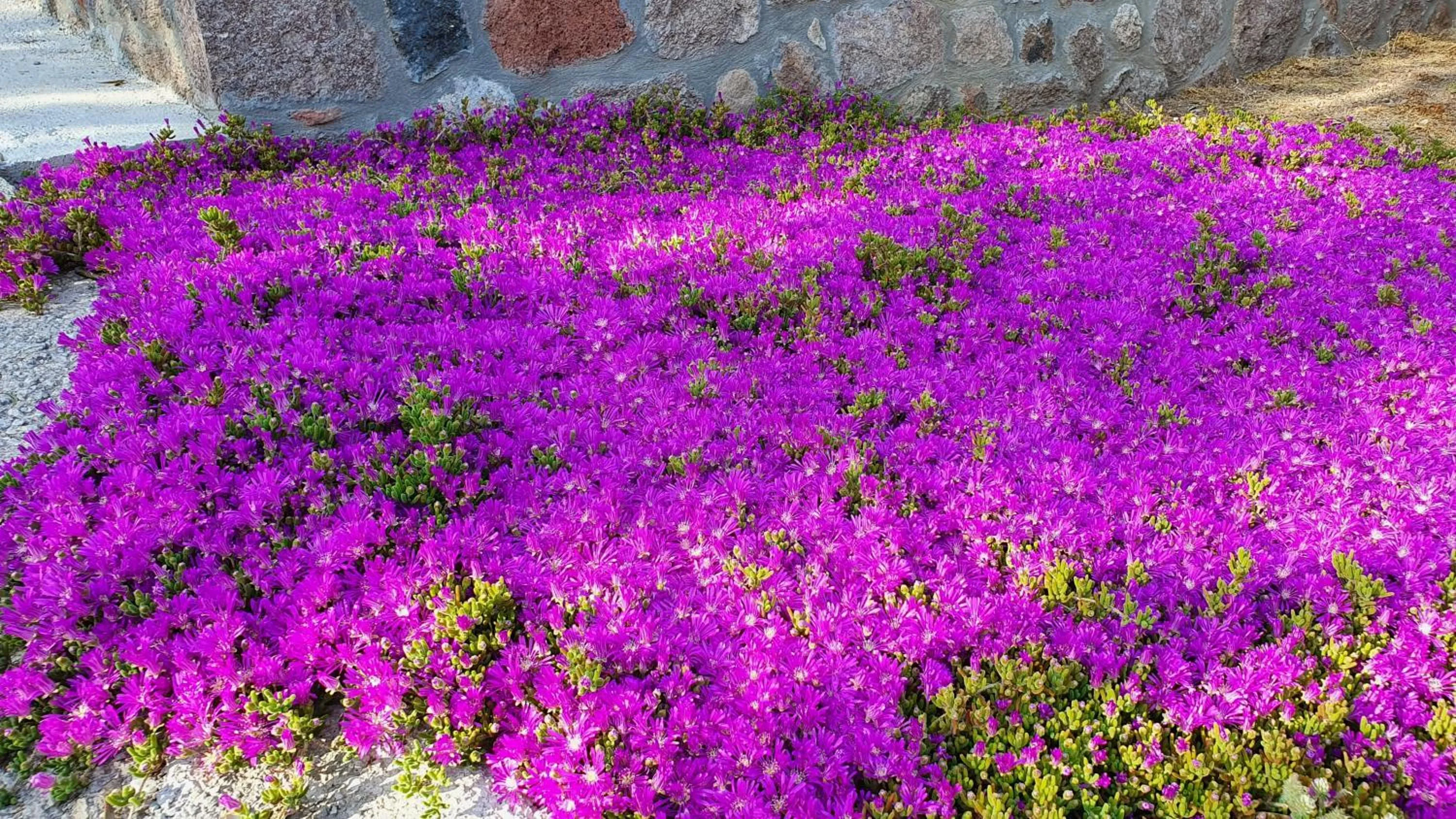 Garden in Assos Nazan Motel Restoran Beach