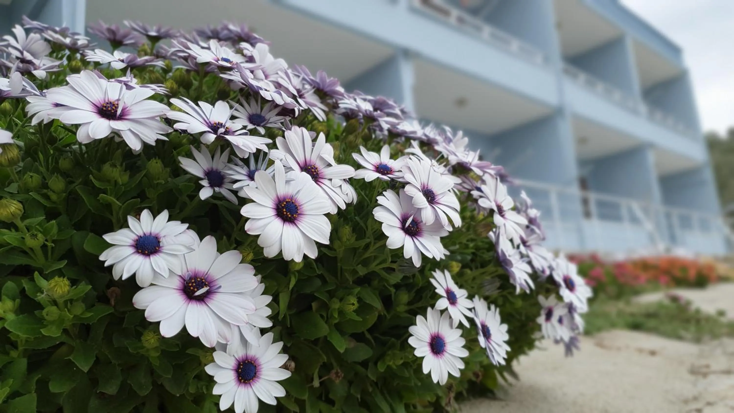 Garden in Assos Nazan Motel Restoran Beach