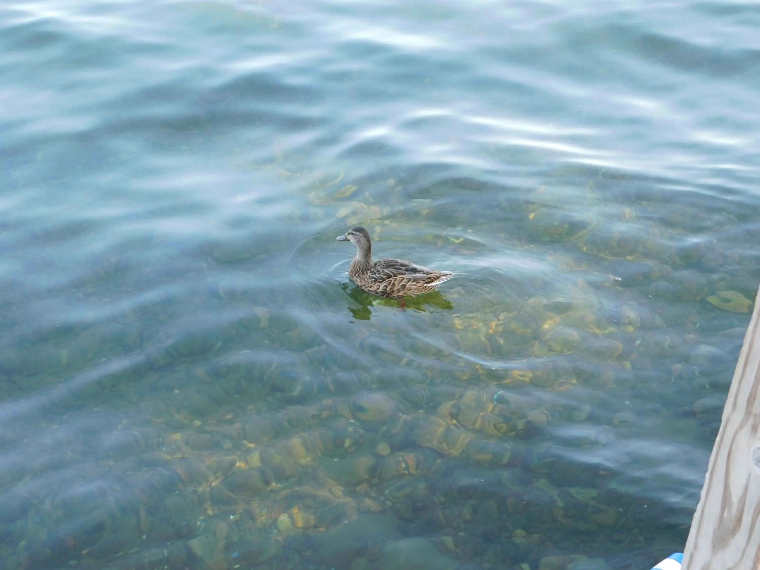 Animals in Olympian Resort Motel