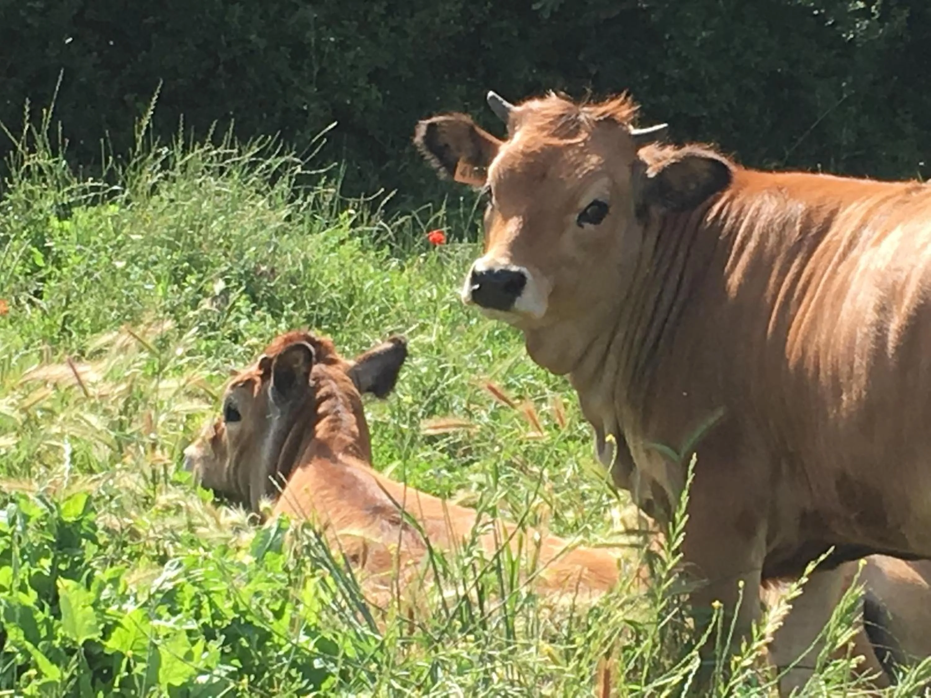 Animals in Capannacce Organic and Horse Farm
