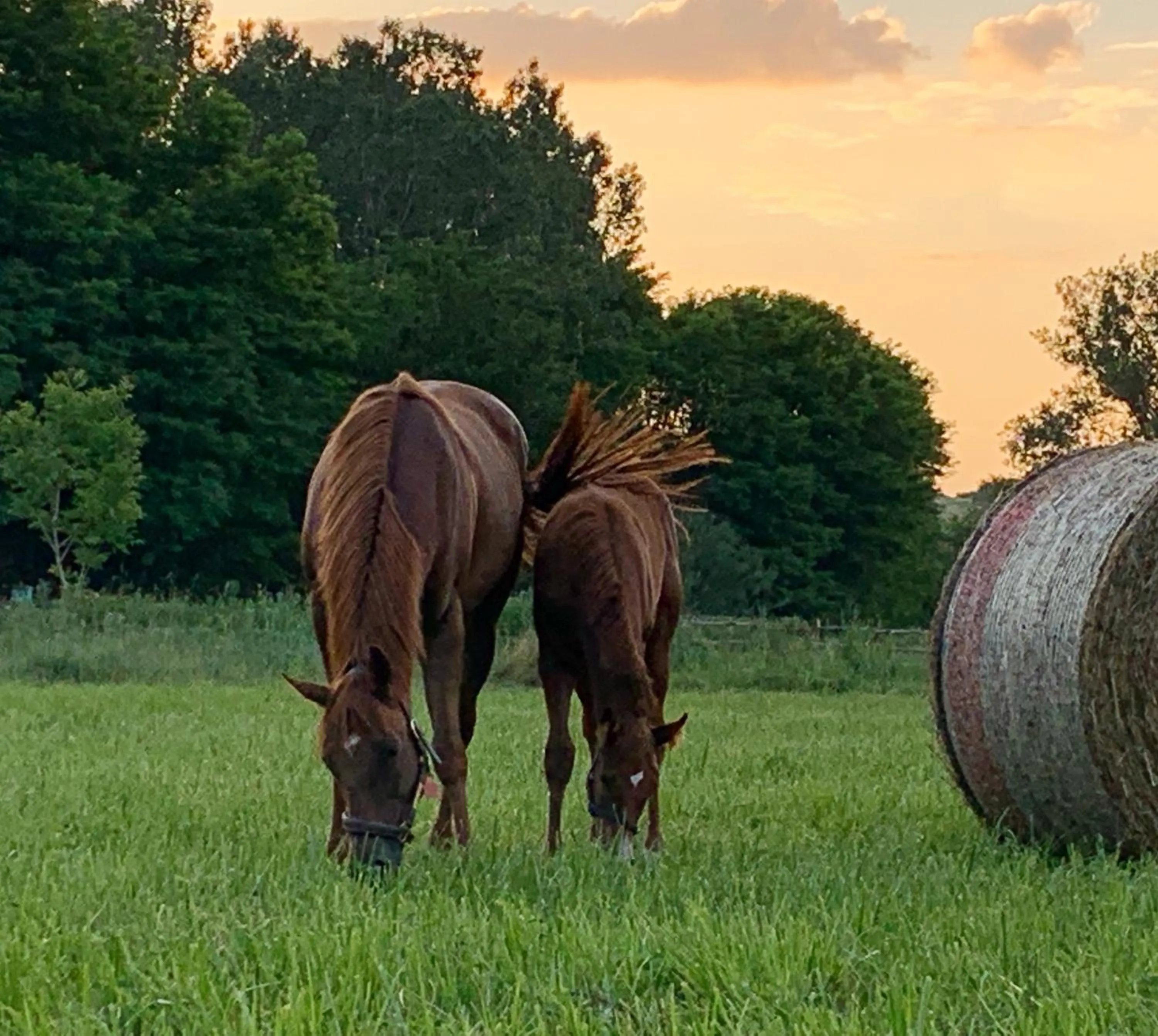 Animals in Capannacce Organic and Horse Farm