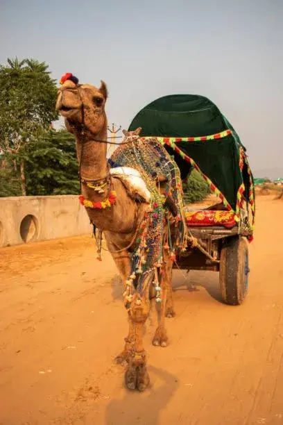 Activities in Swad Ri Dhani, Ajmer Activities in Swad Ri Dhani, Ajmer