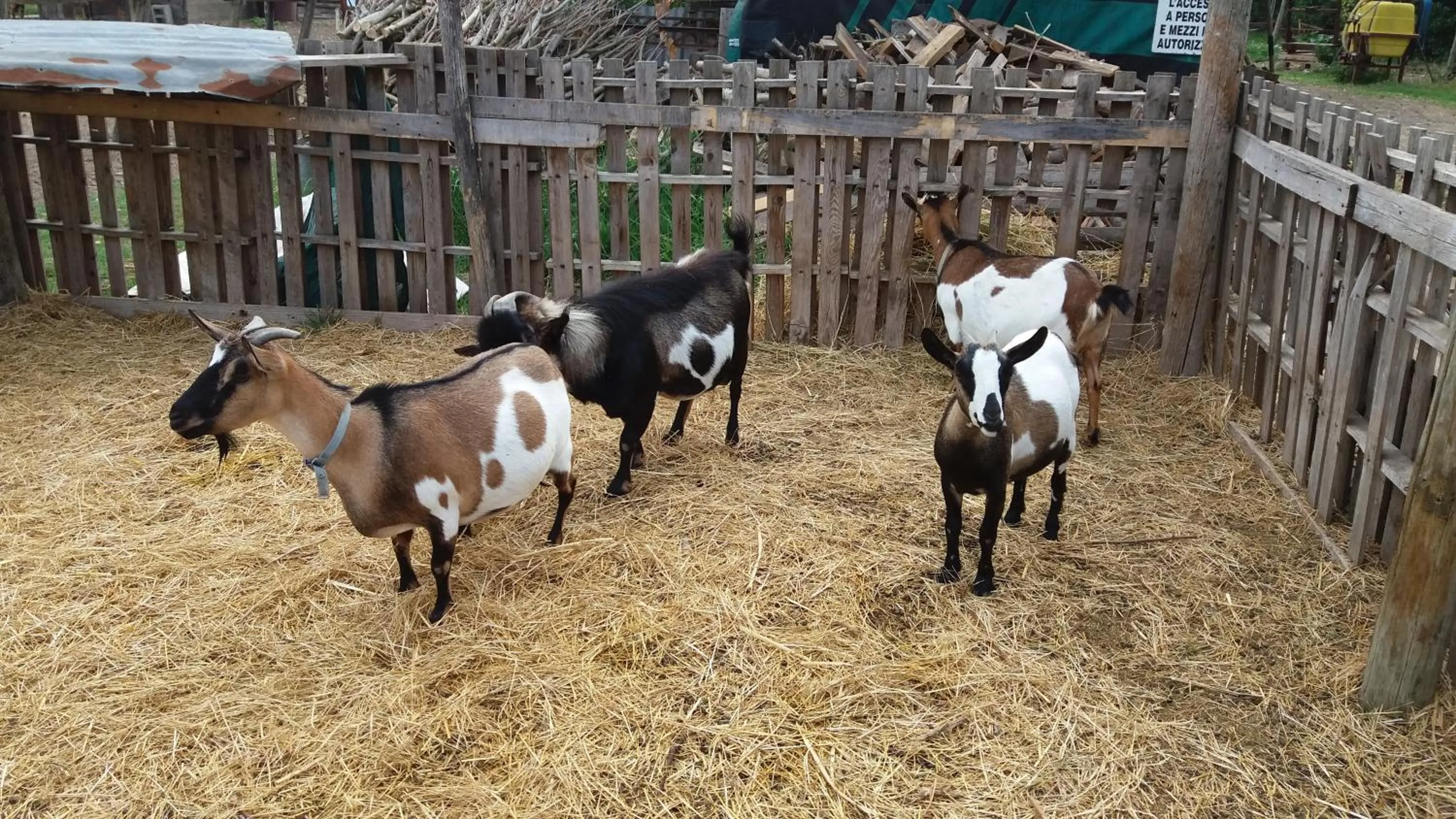 Animals in B&B Antica Forneria