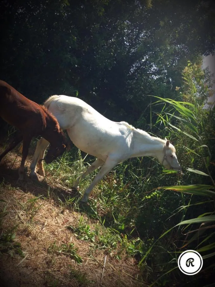Animals in B&B Antica Forneria