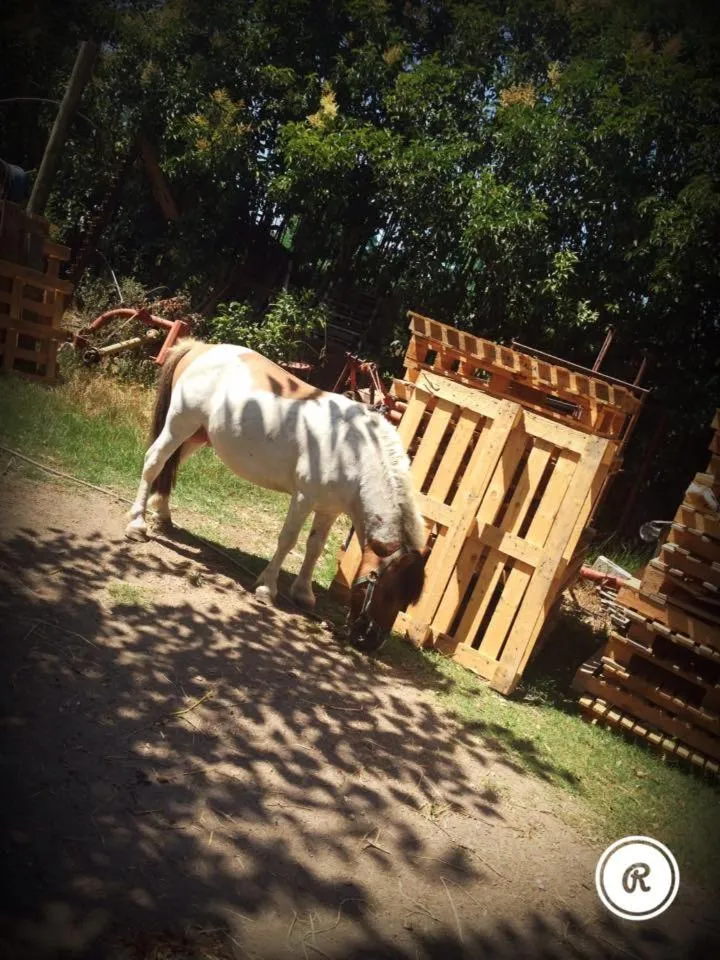 Animals in B&B Antica Forneria