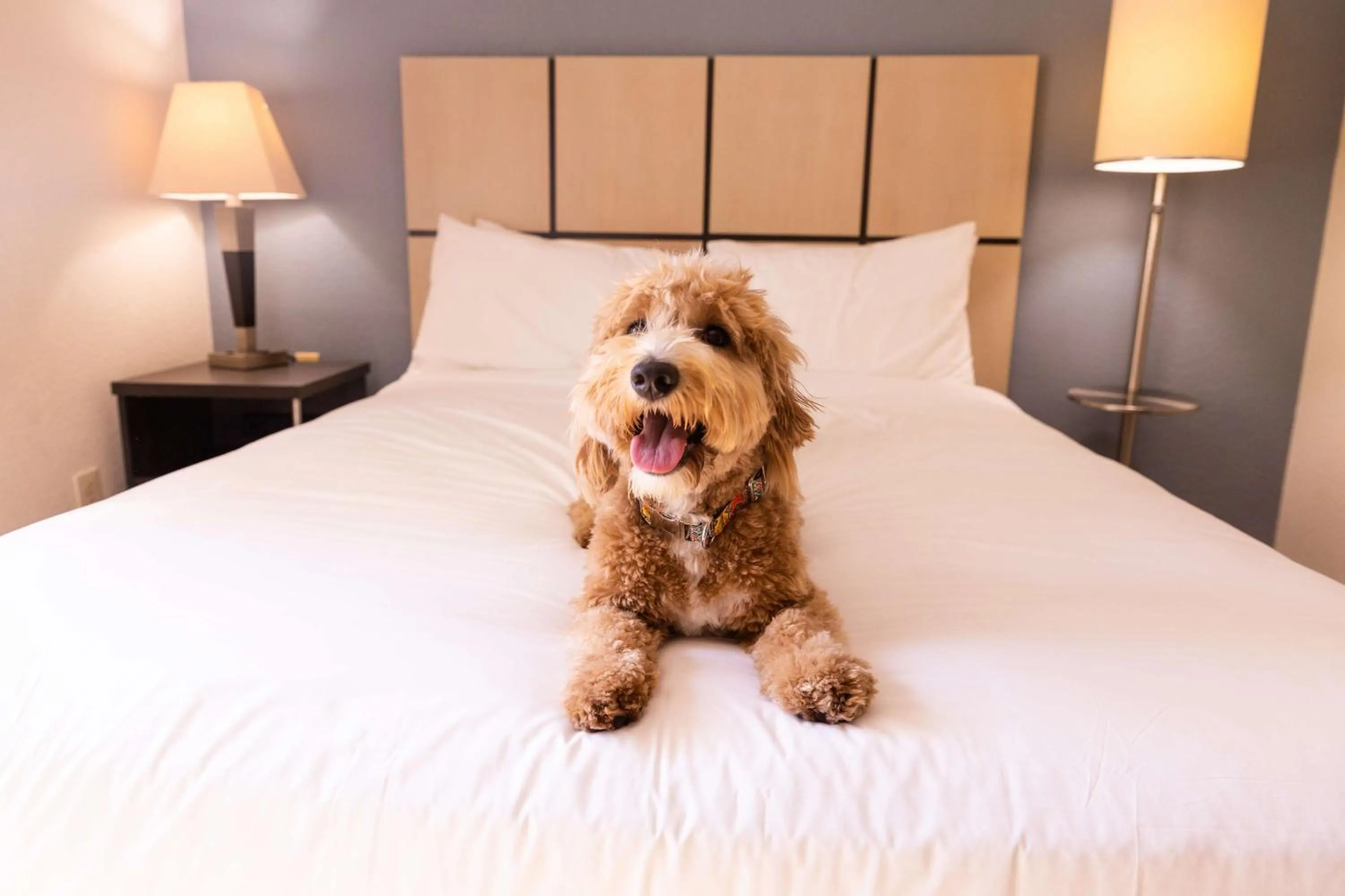 Pets, Bed in Sonesta Simply Suites Chicago Libertyville