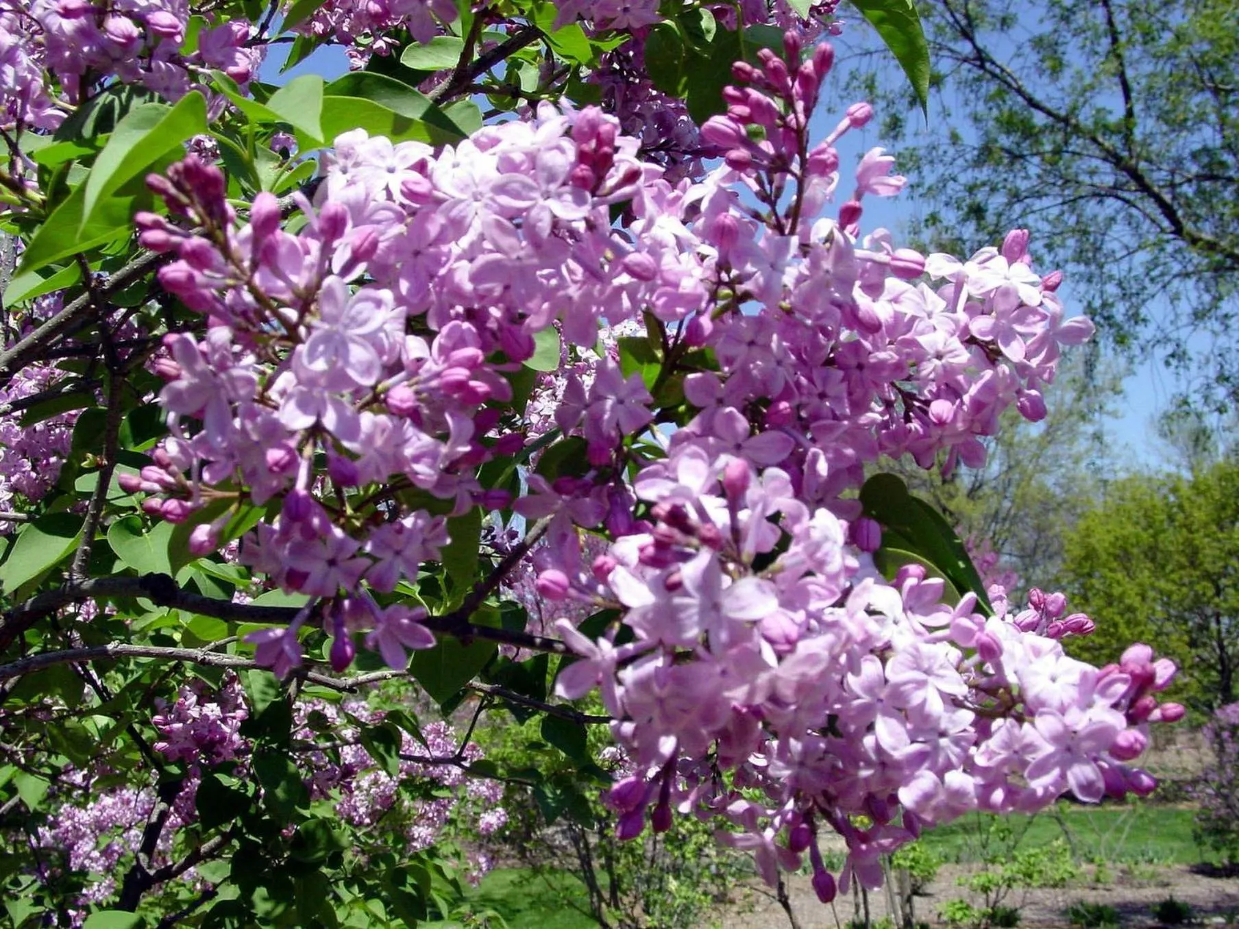 Nearby landmark in Crowne Plaza Hotel Glen Ellyn/Lombard by IHG