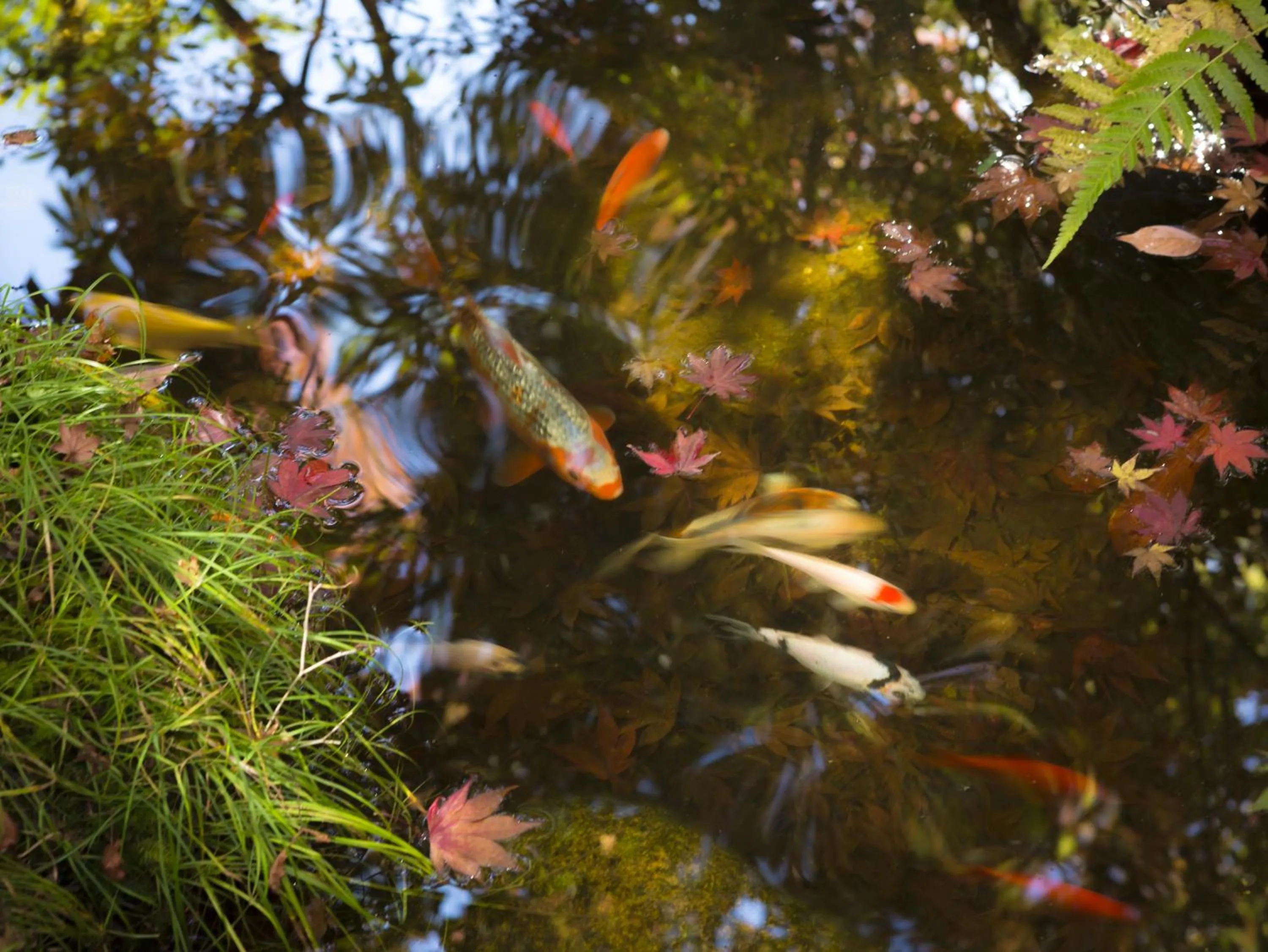 Other in Hashinoya Bekkan Ransui