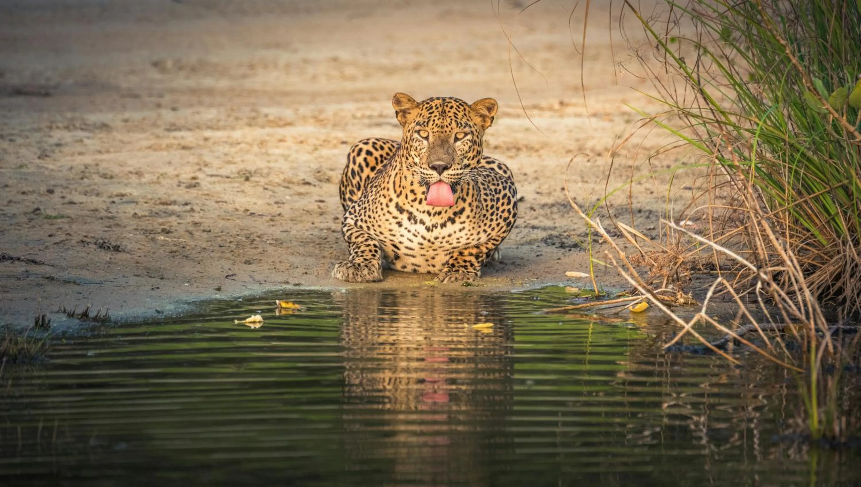 V Cabanas Yala Safari Place