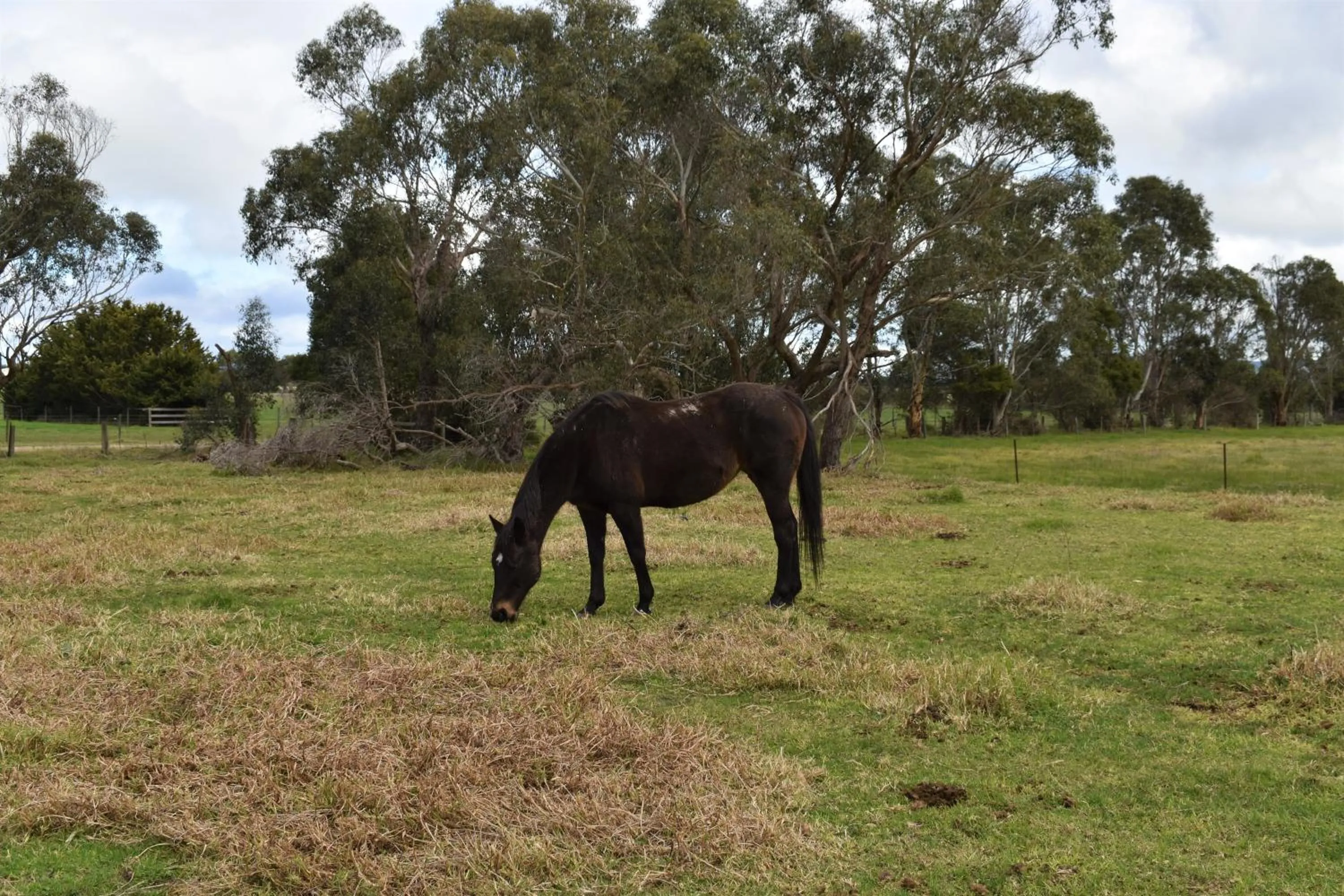 Natural landscape in Ship Inn Motel Yarram