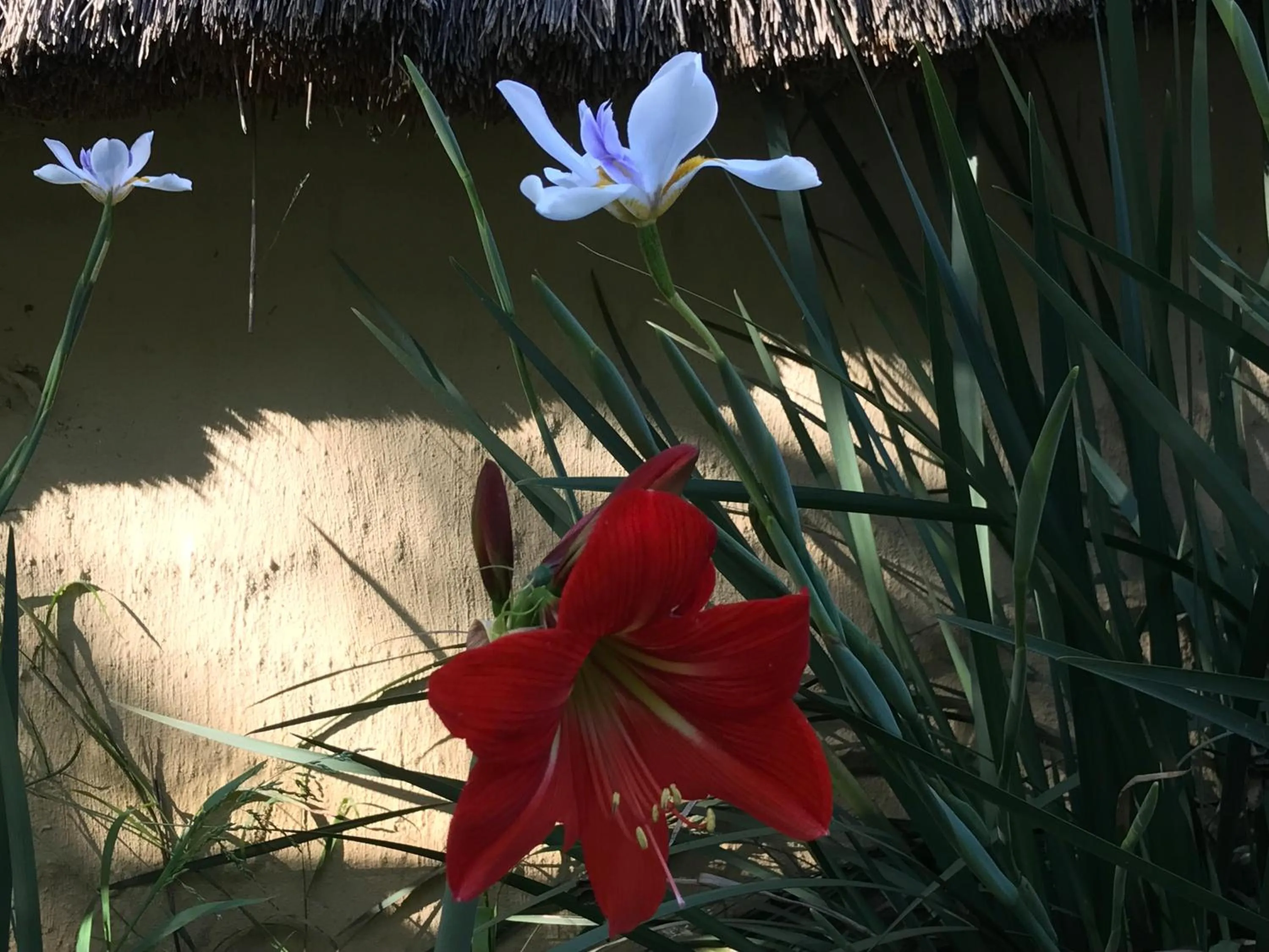 Garden in Pine Valley