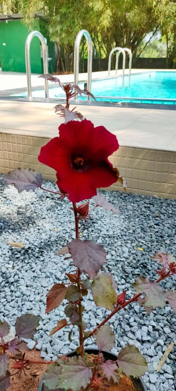 Wayanad Three Roots Holiday Home Resort