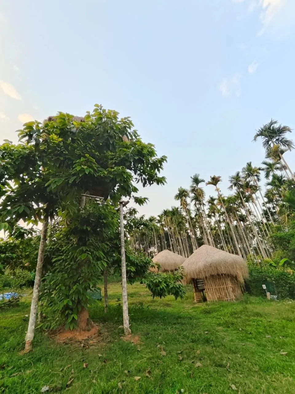 Wayanad Three Roots Holiday Home Resort