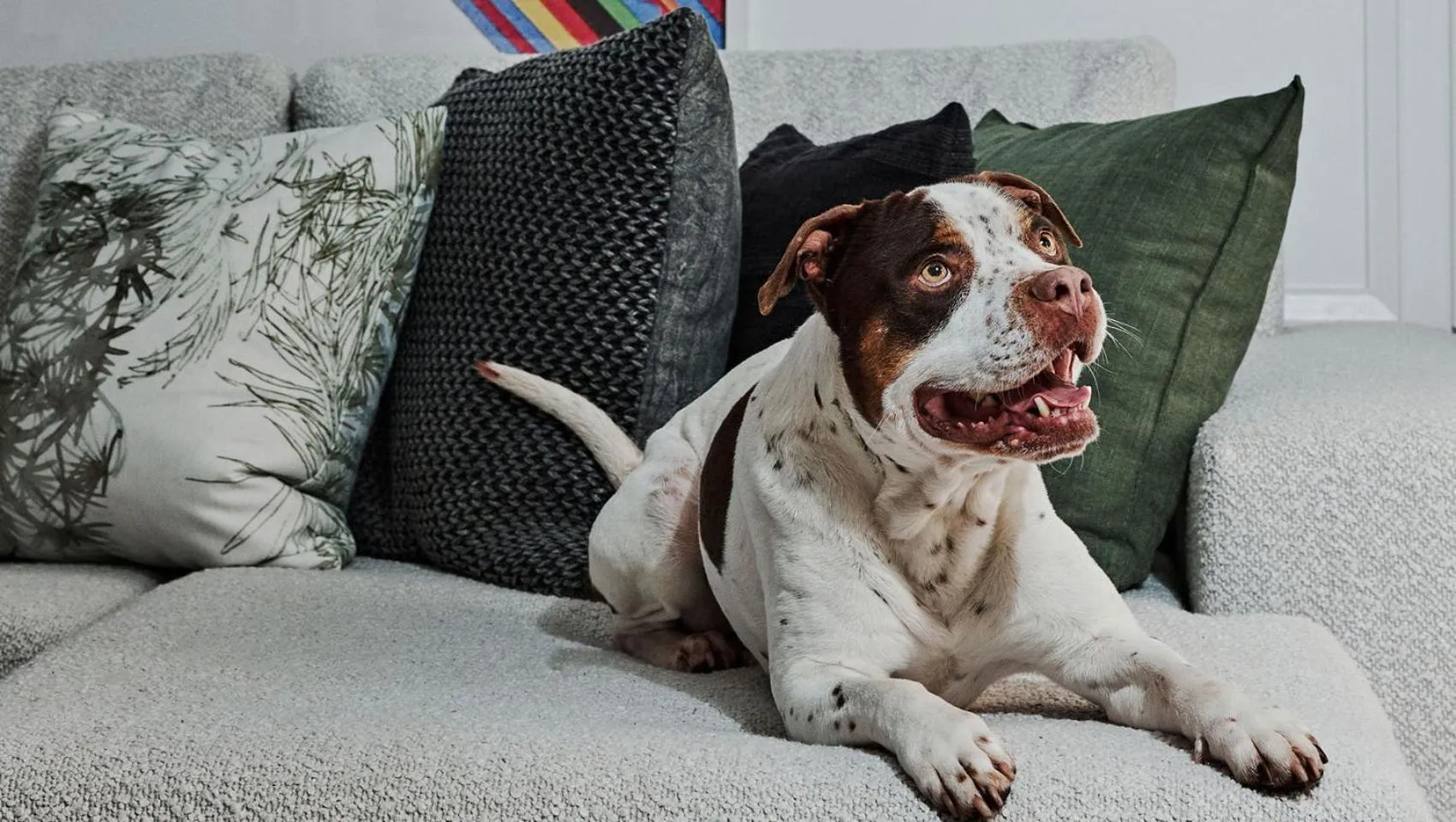 pet friendly in Kimpton Brice Hotel by IHG