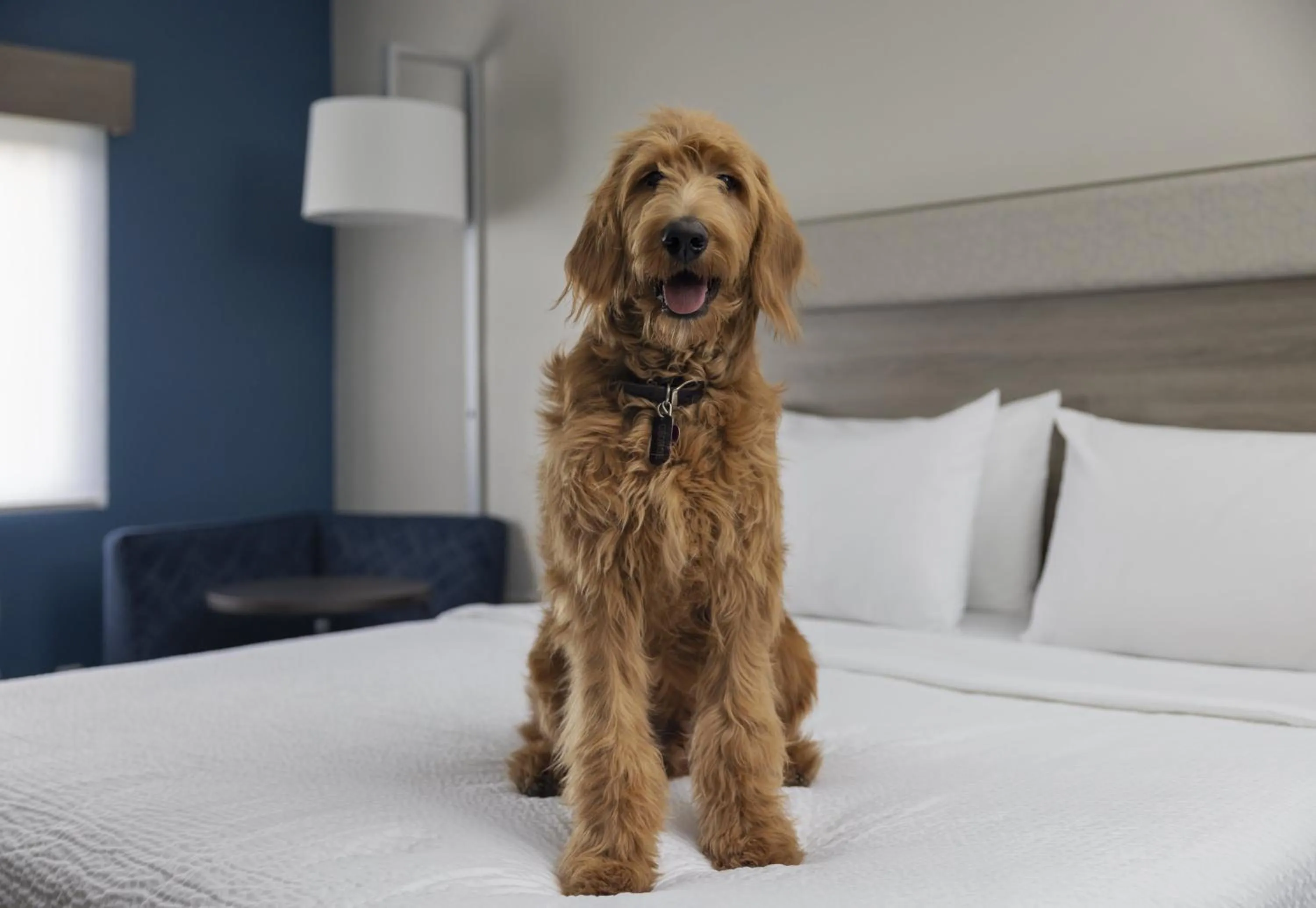 pet friendly, Bed in Holiday Inn Express Hotel & Suites Montrose - Black Canyon Area by IHG