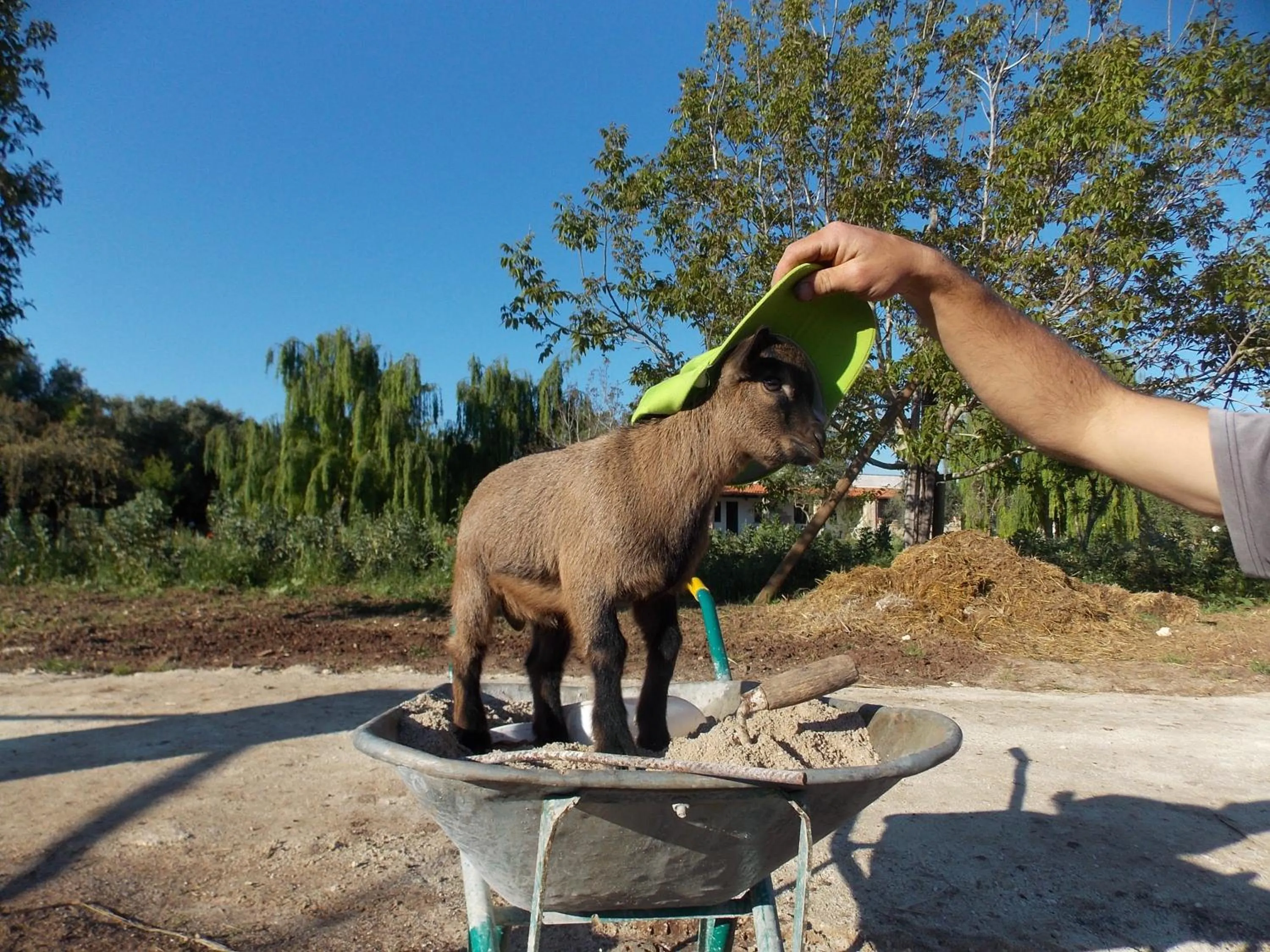 Animals in Agriturismo Le Tagliate