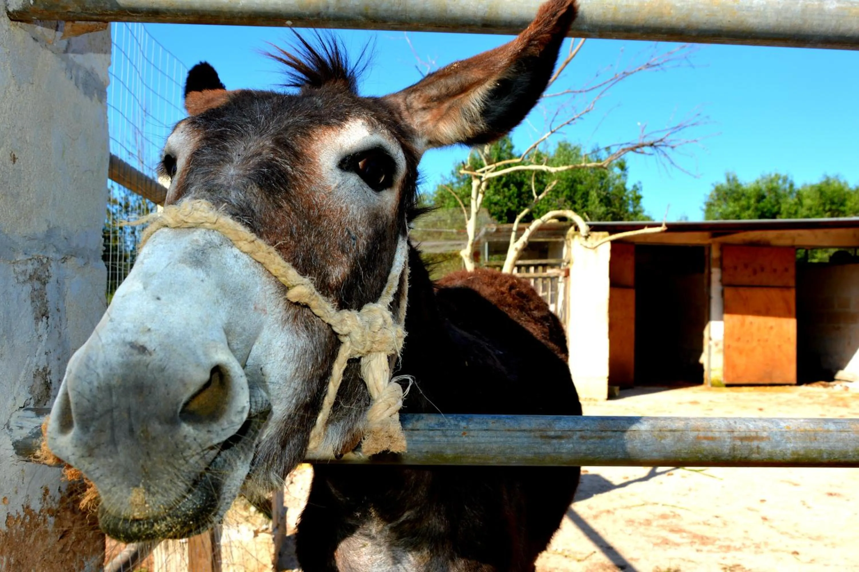 Animals in Agriturismo Le Tagliate