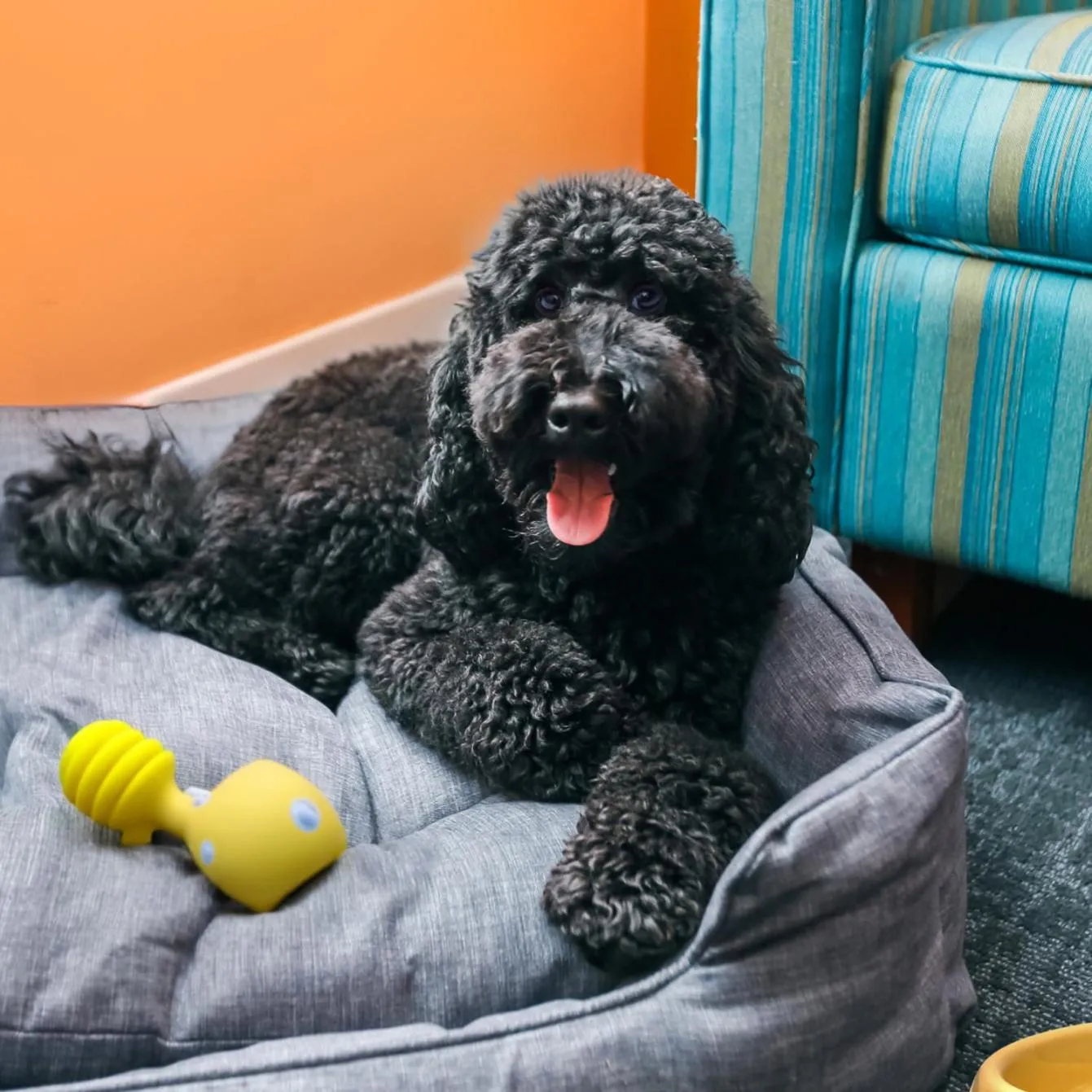 Pets in Hotel Del Sol