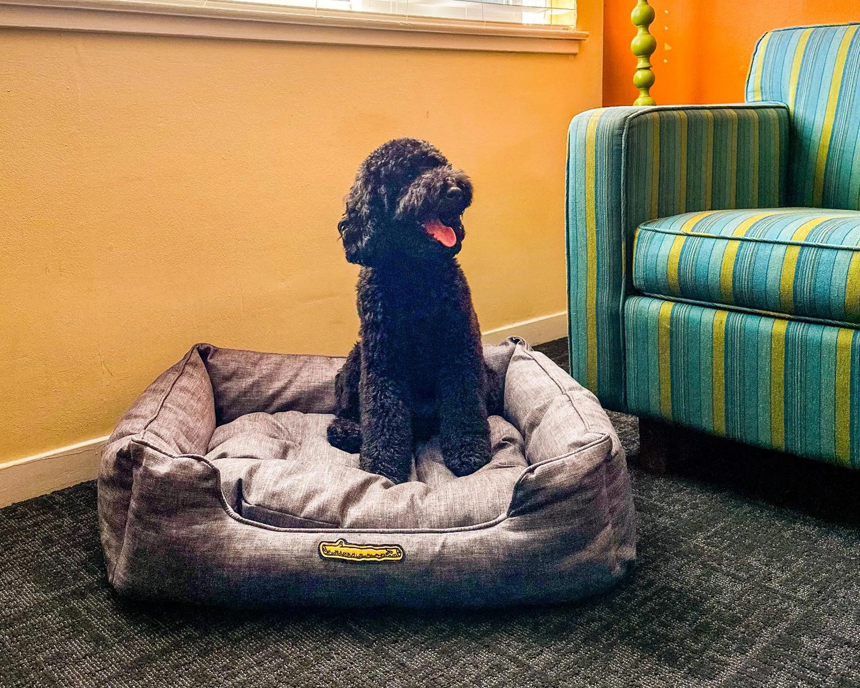 Pets in Hotel Del Sol