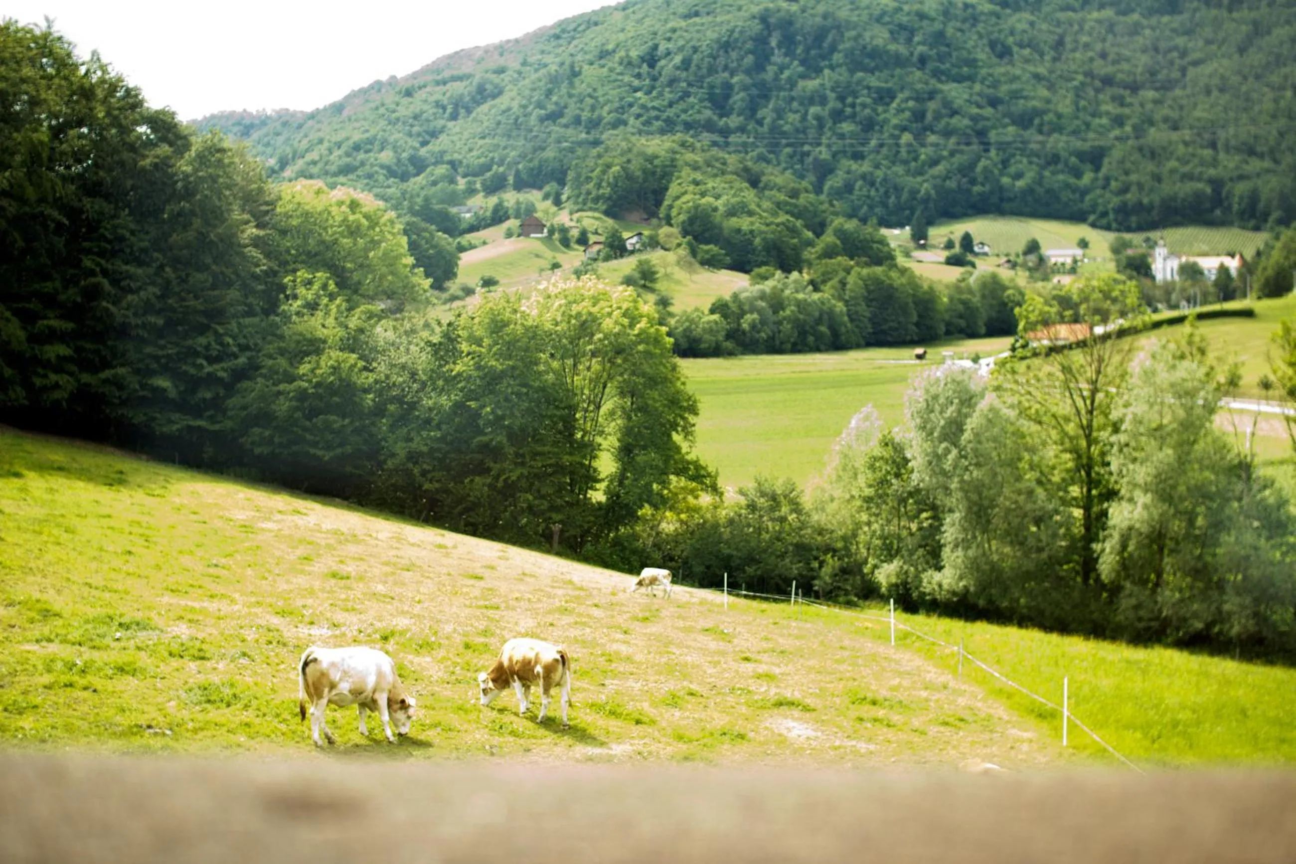 Natural landscape in Tourist farm Mraz