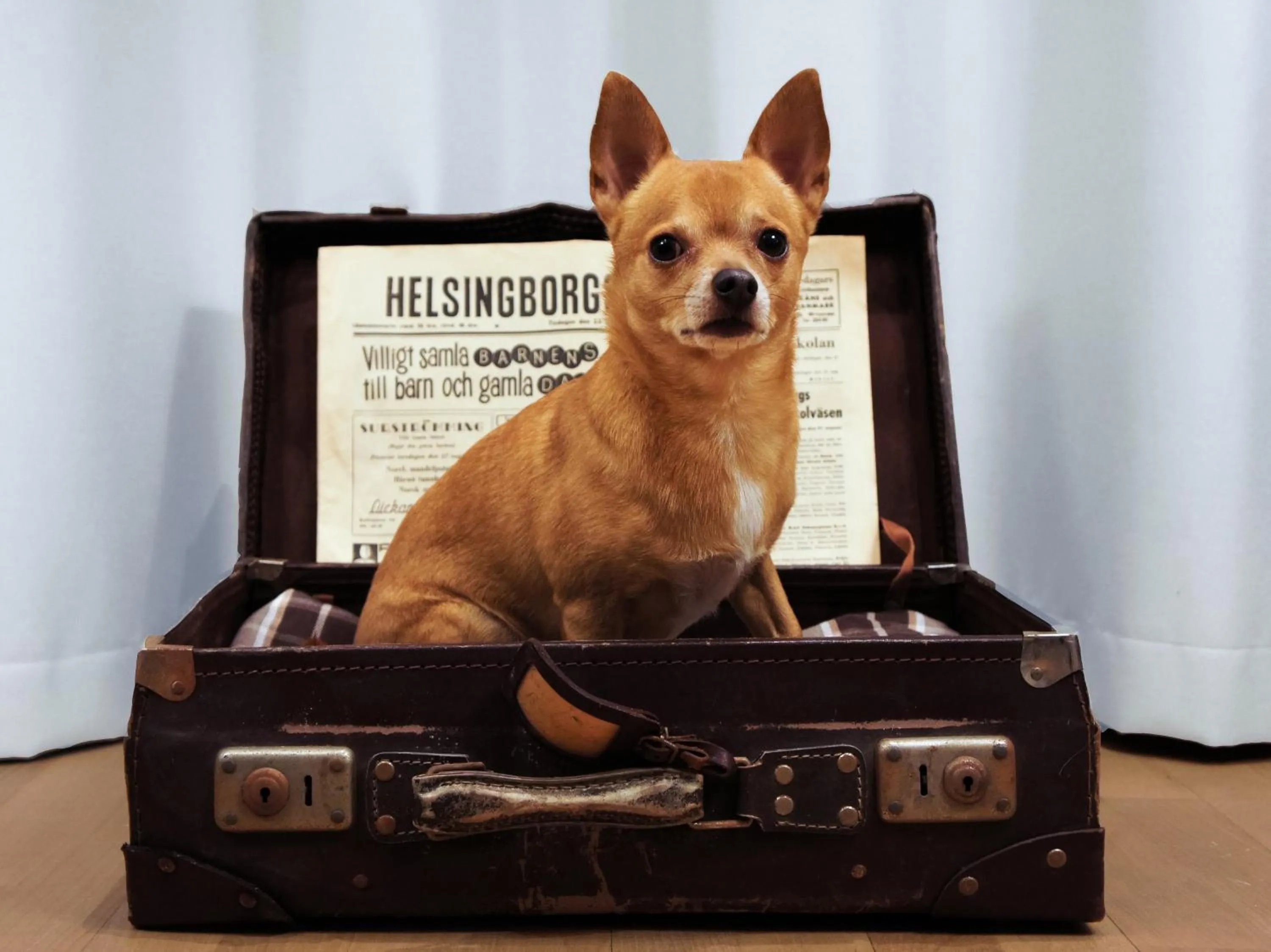 Animals in Elite Hotel Marina Plaza