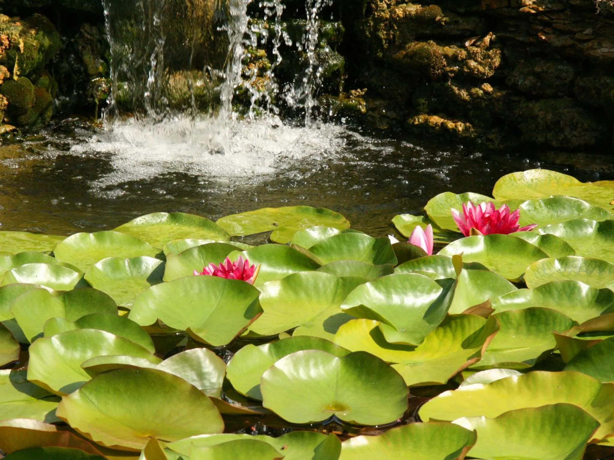 Garden in Couleur Lavande