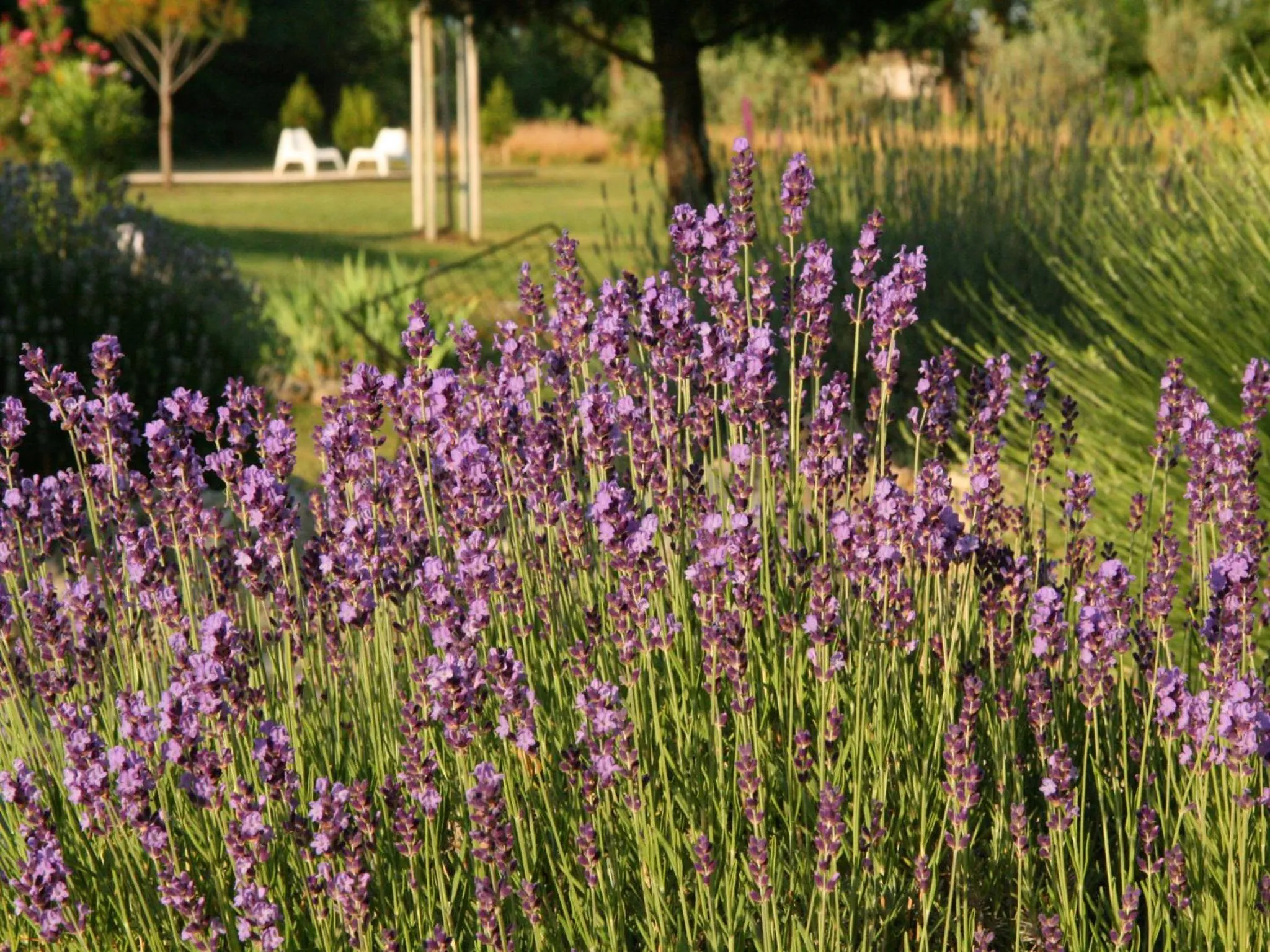 Garden in Couleur Lavande