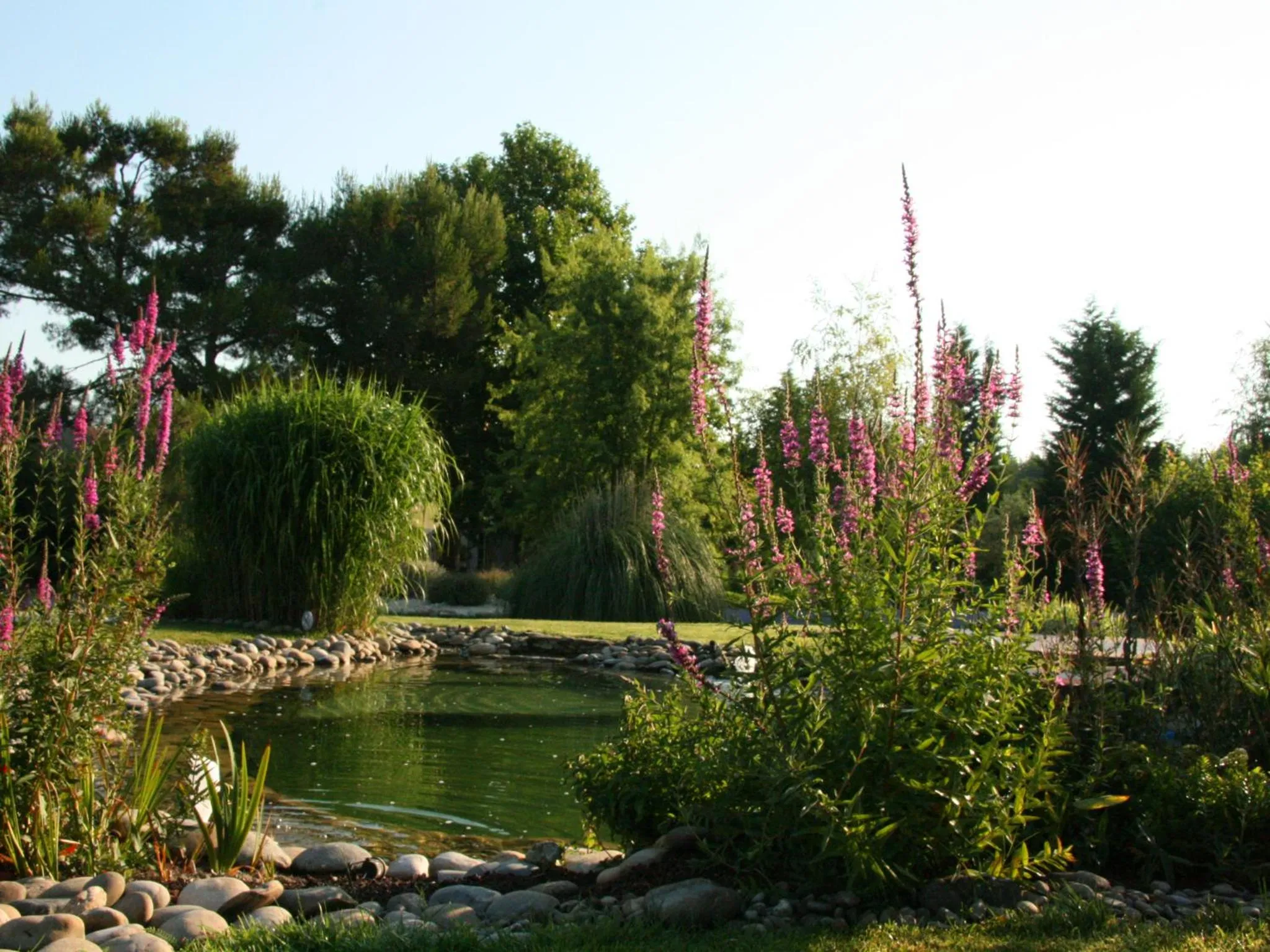 Garden in Couleur Lavande